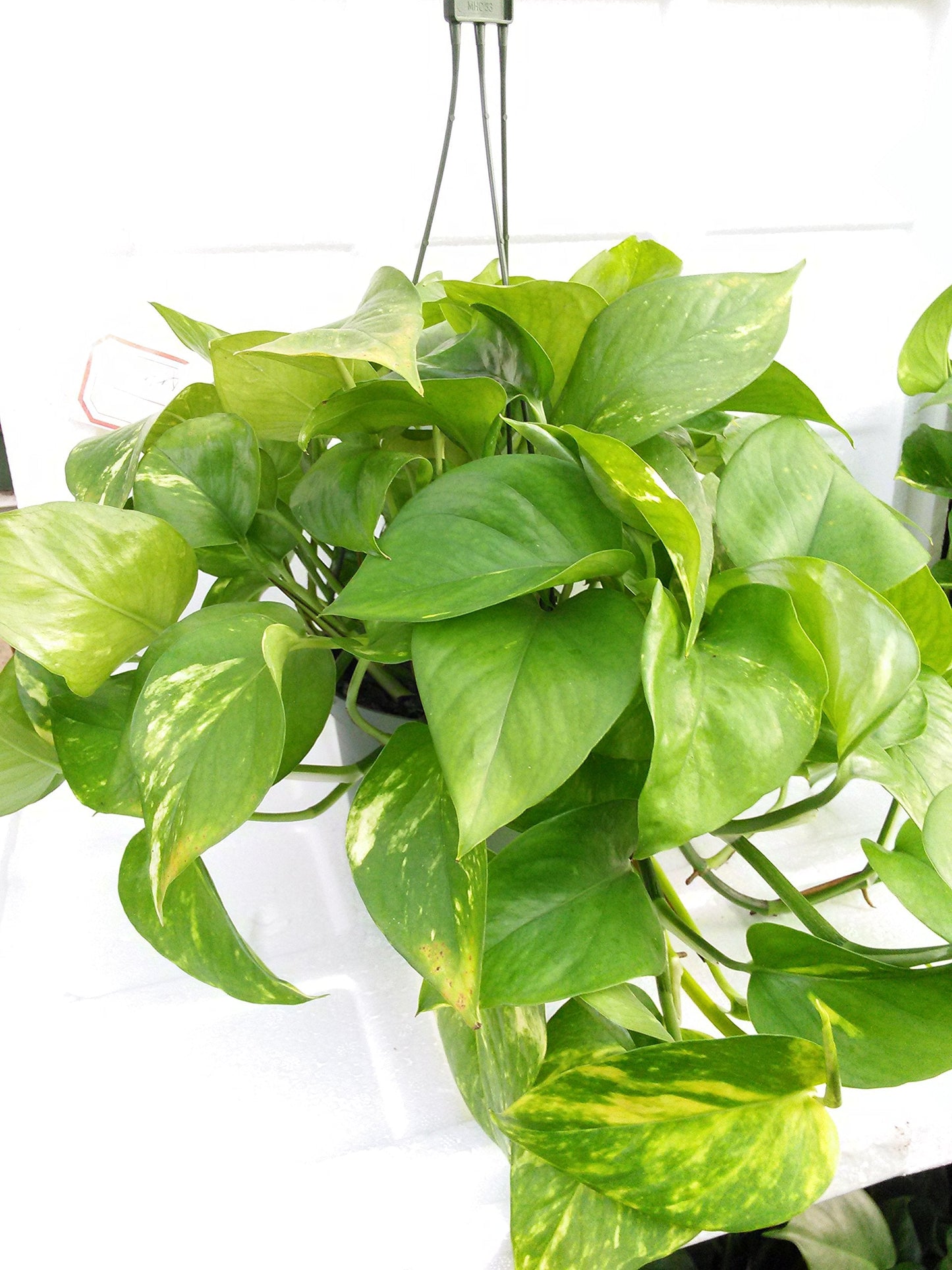 Golden Devil's Ivy - Pothos - Epipremnum - 6" Hanging Pot - Very Easy to Grow Unique from Jmbamboo