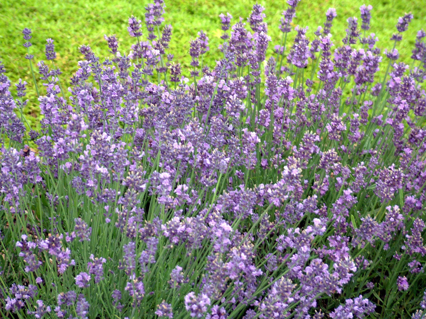 Lavandula ang. 'Munstead Strain' (Lavender) Perennial, lavender flowers, 1 - Size Container