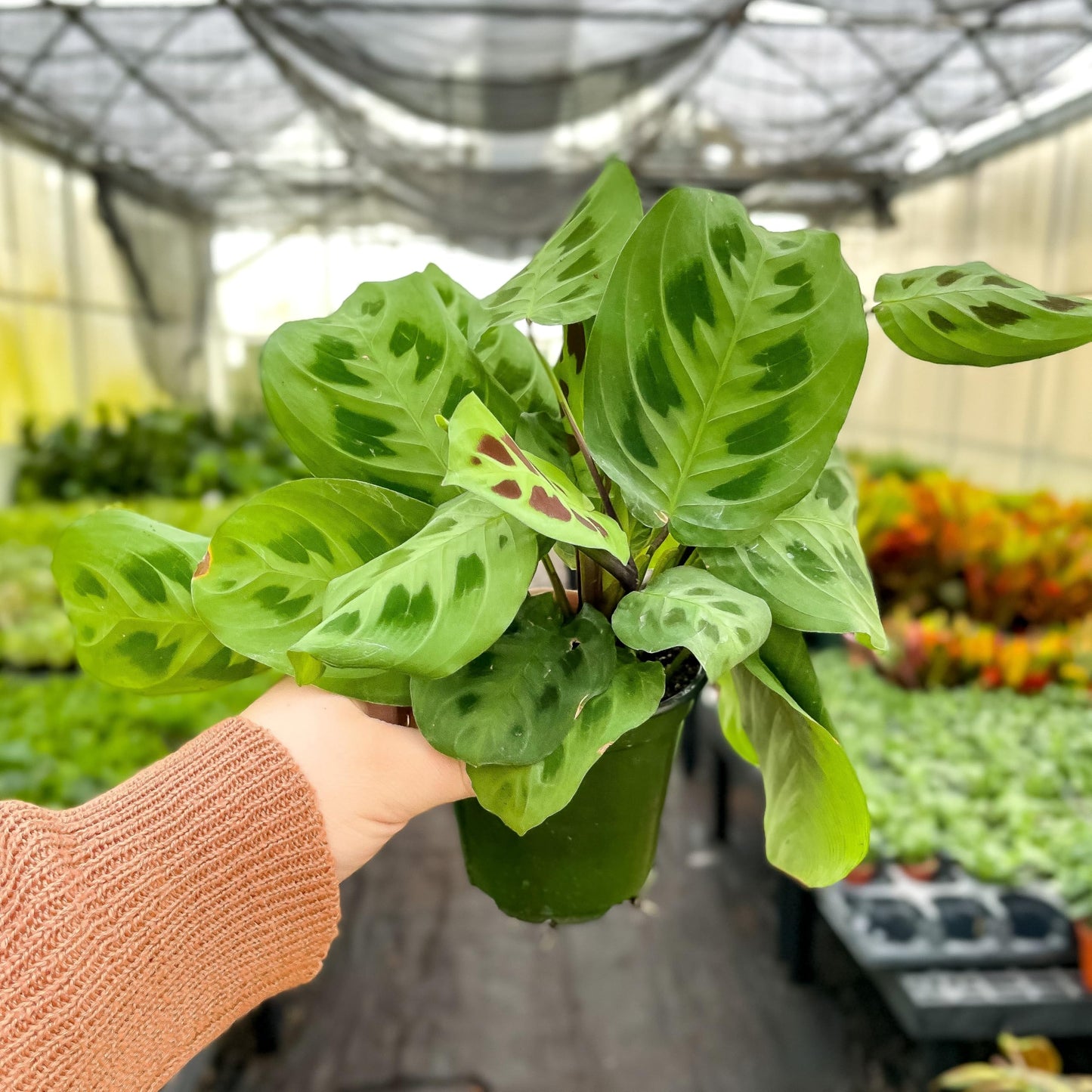 Thorsen's Greenhouse Green Prayer Plant, Live Indoor Plant, Pet Friendly, Uncommon Houseplant, Green Maranta, Easy to Grow, 4" Diameter Pot (Nursery Pot)