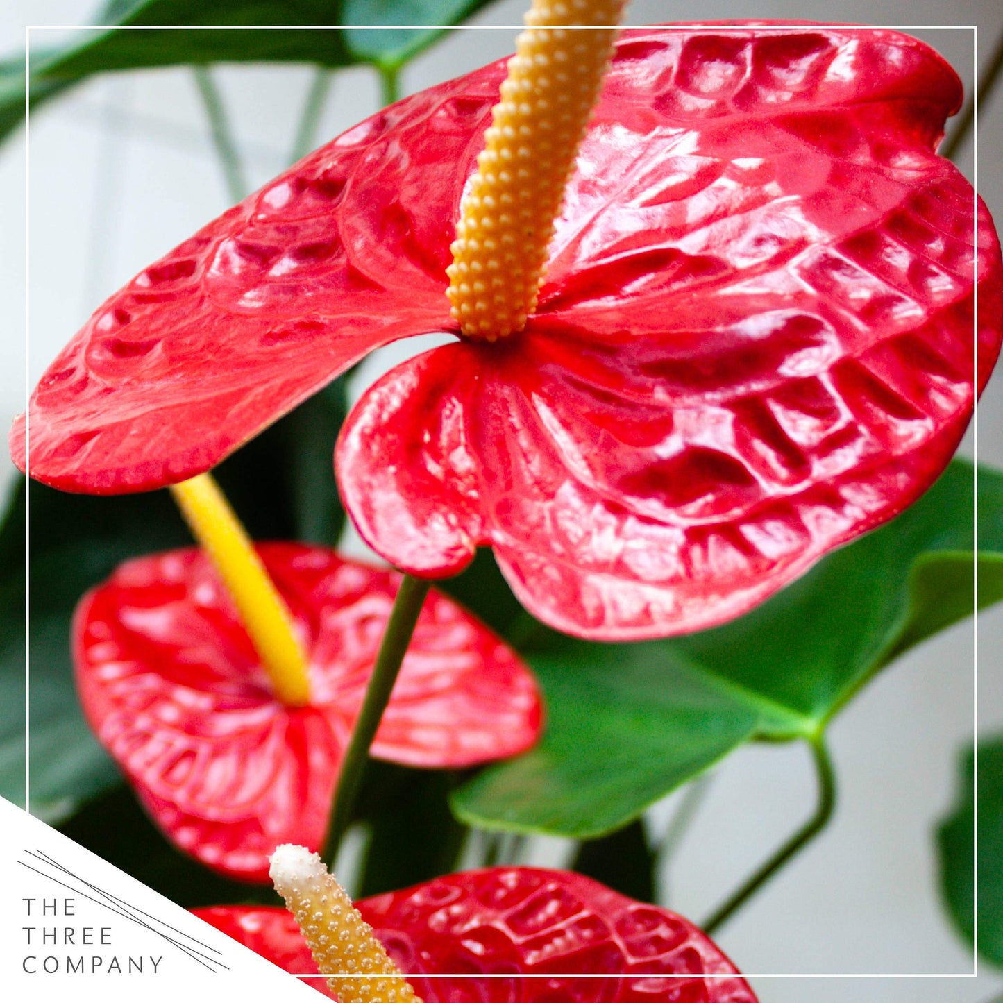 4.5'' Anthurium - 3 Per Pack