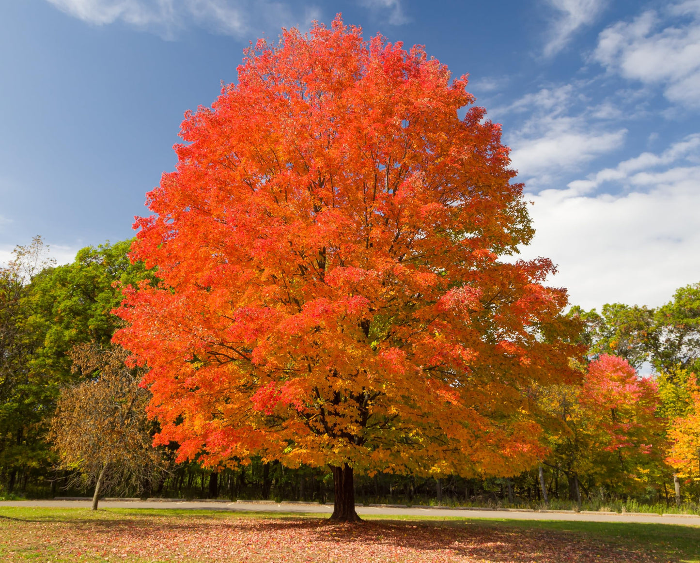 2 Sugar Maple Trees (Acer Saccharum) Live Plants – Brilliant Fall Color, Hardy Shade Tree, Perfect for Landscapes & Yards (2 Live Trees)