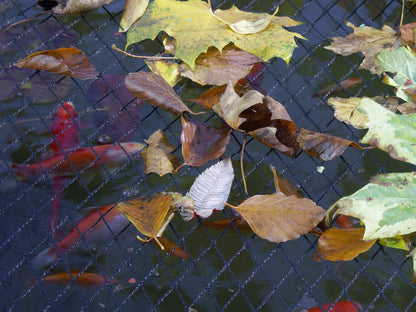 Blagdon 1022378 Clearview Pond Cover Netting, Strong Double Weave, Black, Fine, with 6 Fixing Pegs, Net Size 3m x 2m (10’ x 6’ 6”), Protects Pond