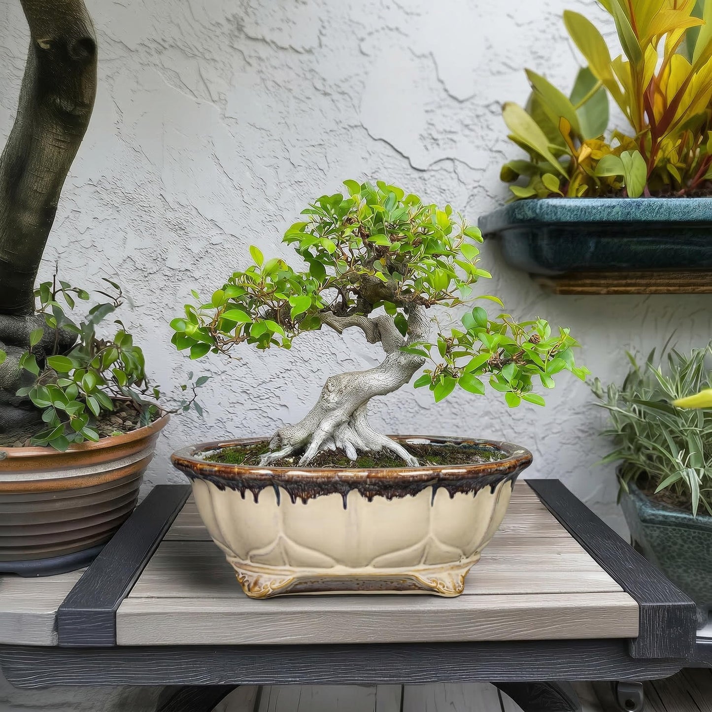 Teagas Ceramic Bonsai Tree Pots - 11 Inch Succulent Pots with Drainage Hole, Decorative Bonsai Pot for Indoor Outdoor Plants, Succulent Planters, Front Porch Decor, Gardening Gifts, Oval Beige-Brown