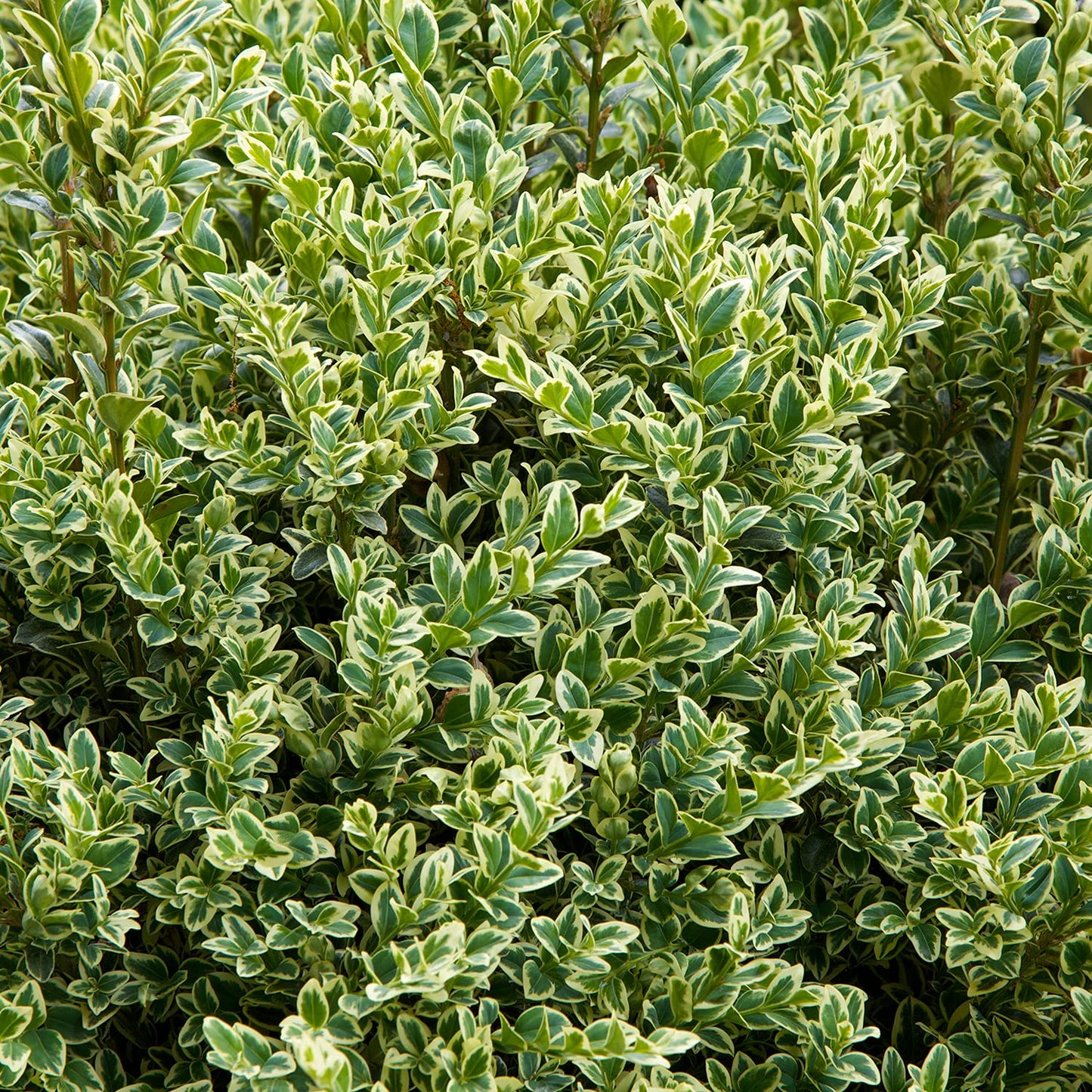 Direct Gardening Variegated Boxwood Dormant Bare Root Broadleaf Evergreen Starter Shrub - Can't Ship to NY or TN