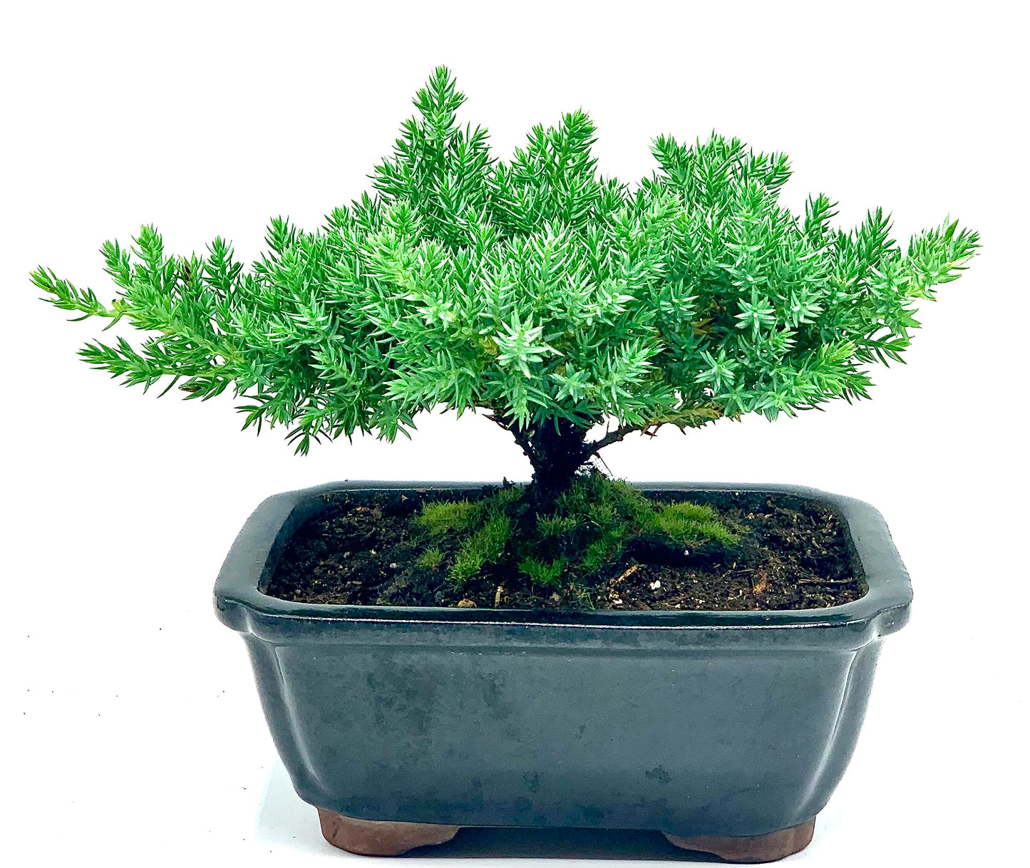 Live Dwarf Juniper Bonsai Tree | Indoor/Outdoor | 100% Handcrafted| Home and Office Décor | Best Gift for Holiday | Good for Beginner