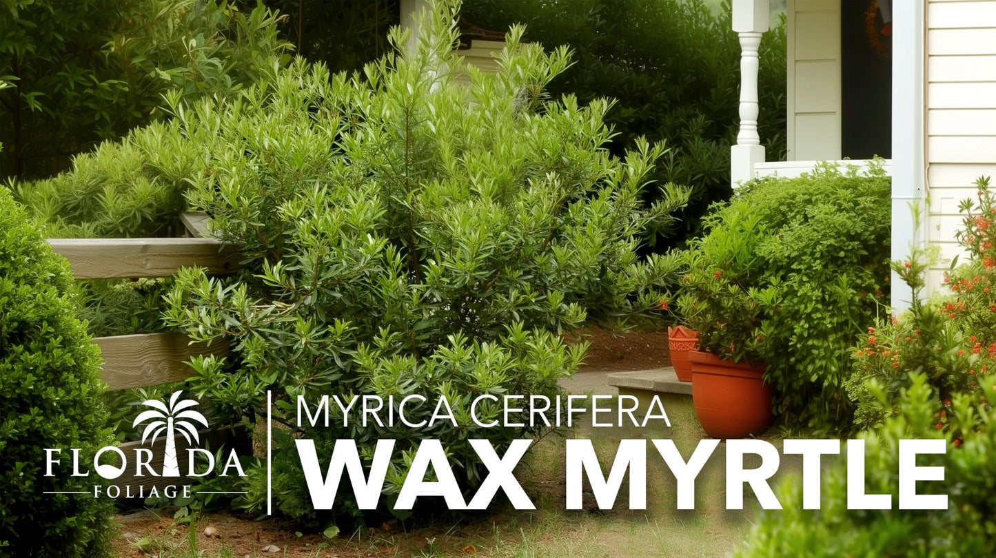 Wax Myrtle | 10 Live Plants | Myrica Cerifera | Fast Growing Shrub, Privacy Screen, Evergreen Foliage, Ornamental, Drought Tolerant, Low Maintenance, Garden Landscape