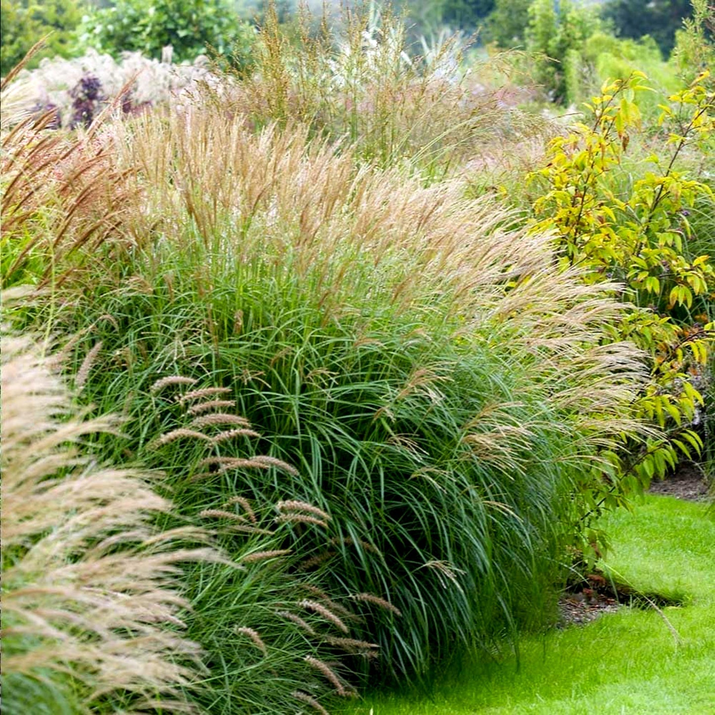 Adagio Maiden Grass | 3 Live Quart Sized Plants | Miscanthus Sinensis | Fast Growing Cold Hardy Ornamental Plants