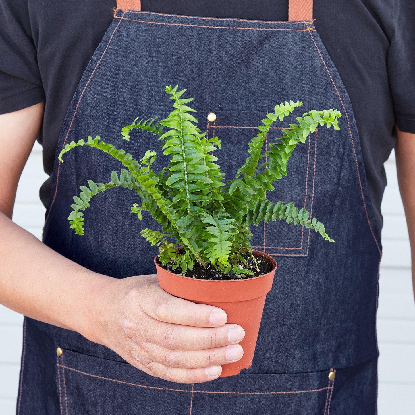 Jester's Crown Fern | Live Plant for Indoor & Outdoor | for Living Room, Office, Bathroom | (4" Pot)