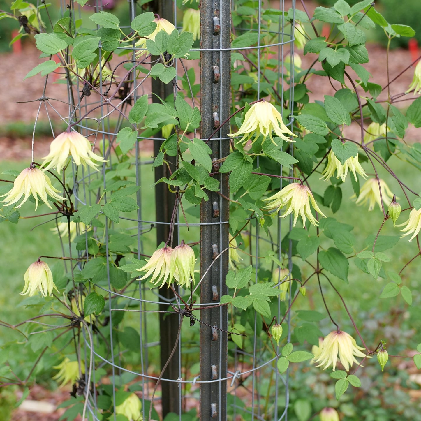 Proven Winners Funyella Clematis (Clematis) Live Plant, 4.5" Qt, 4 Pack