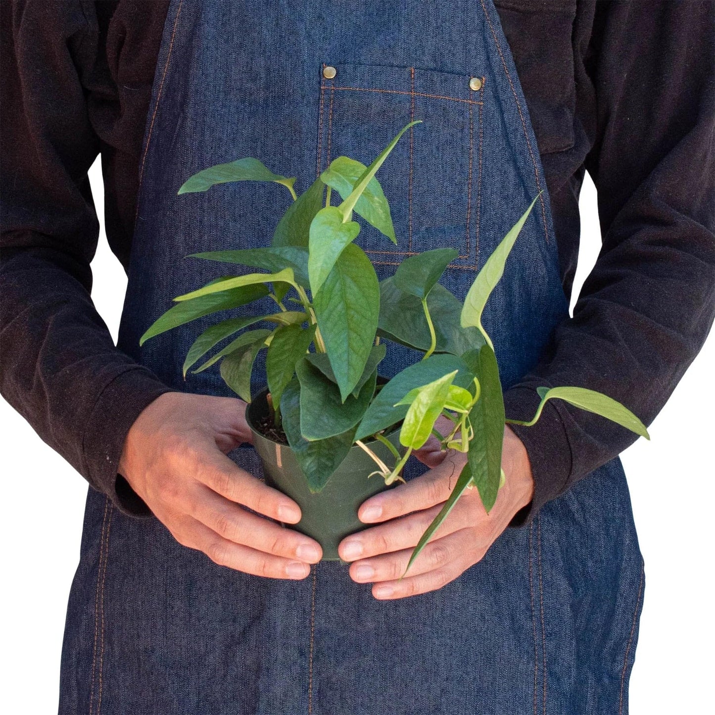 Pothos Cebu Blue | Live Plant for Indoor & Outdoor | for Living Room, Office, Bathroom | (4" Pot)