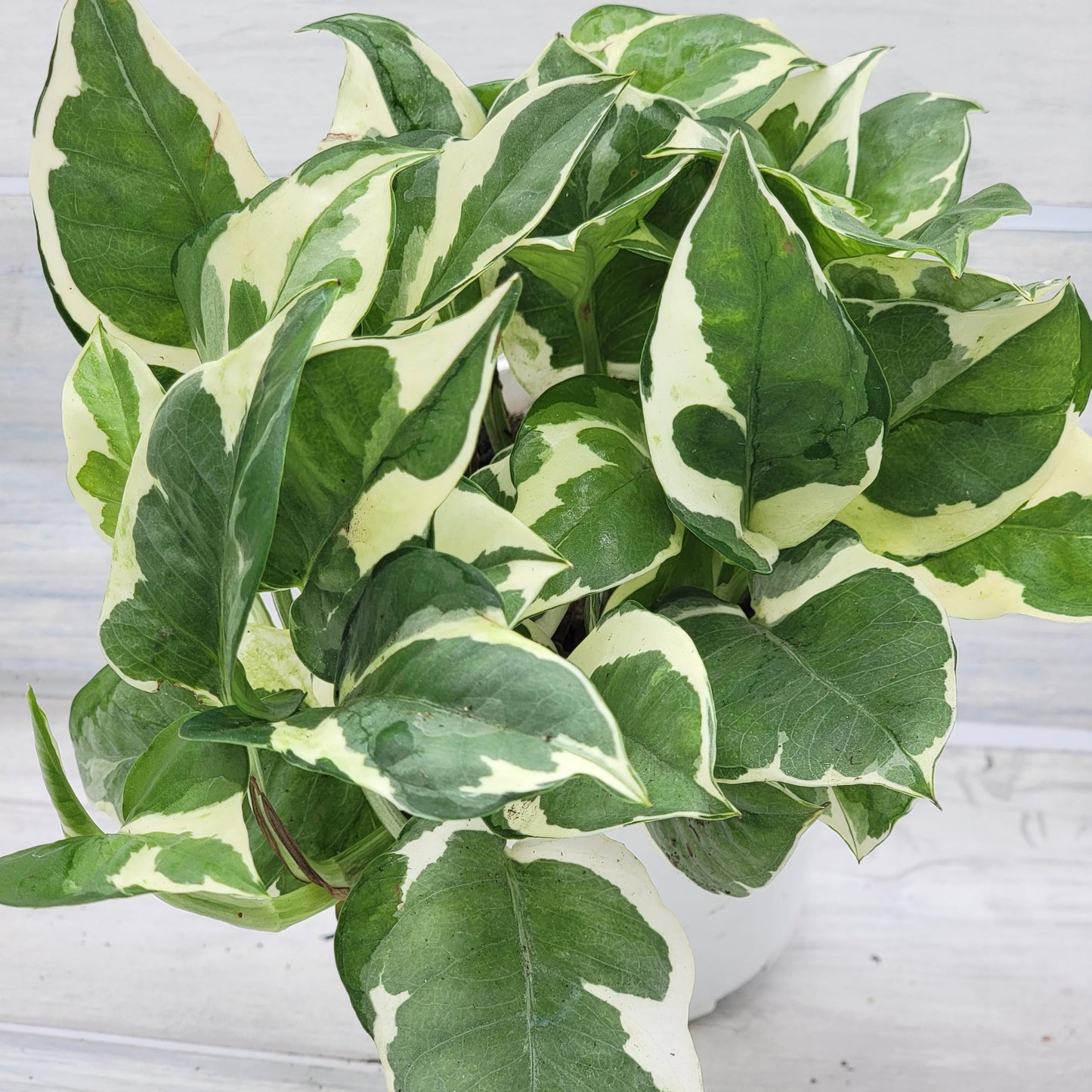 Pothos NJoy Live Houseplant 4 Inch Pot Established Variegated Epipremnum Aureum Easy Care Indoor Plant White Green Foliage Vining Devil's Ivy