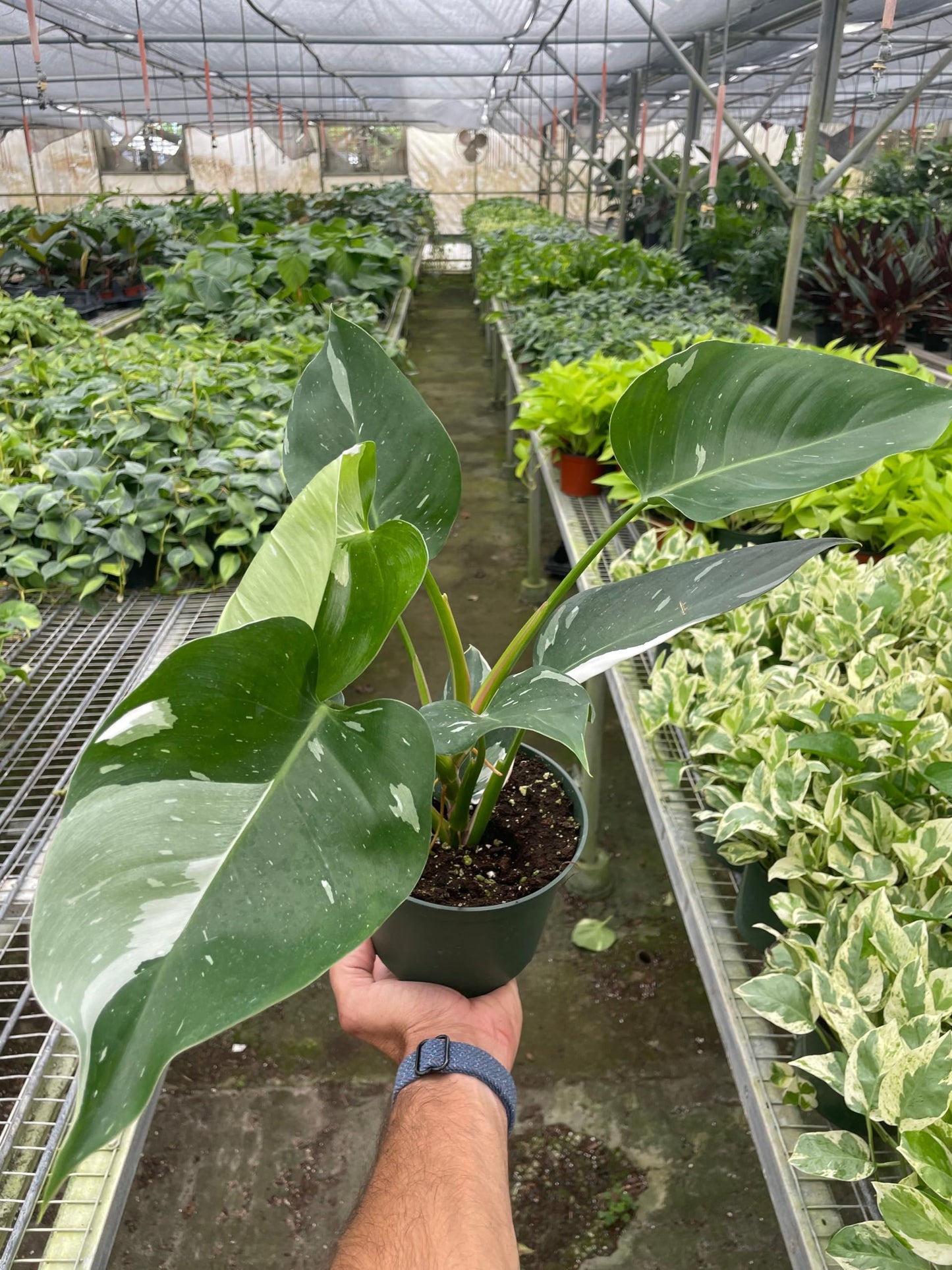 Philodendron 'White Princess' | Live Plant for Indoor & Outdoor | for Living Room, Office, Bathroom | (4" Pot)
