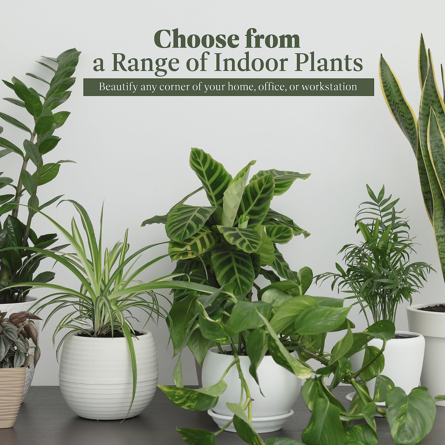 American Plant Exchange Snake Plant – Large 10-Inch Pot Green Sansevieria Zeylancia, Low-Maintenance, Air-Purifying Live Houseplant for Home, Office, or Outdoor Patio Garden Décor