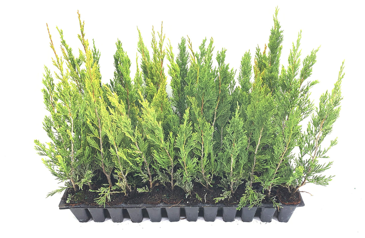 Spartan Juniper - 60 Live Trees - Juniperus Chinensis