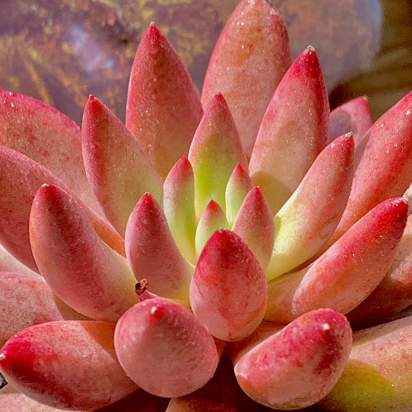 Generic Echeveria Cherry Rare Live Succulent Plants, 1 Head Pot Size 2"" Pink Live Plant, Excludes Pot & Soil, Garden Indoor Office Desk, Wedding Party Baby Shower Decor, Gift for Plant Enthusiasts