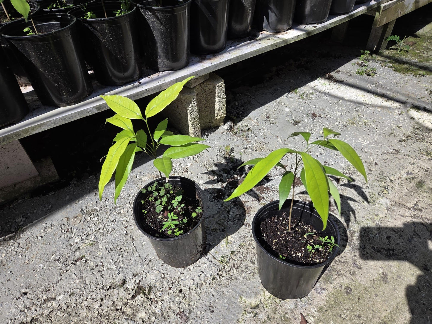 Lychee Fruit Tree Live Plant, Litchi chinensis, Seed Grown 8-12 Inch, Tropical Fruit Tree for Outdoor Growing, USDA Zones 9-11