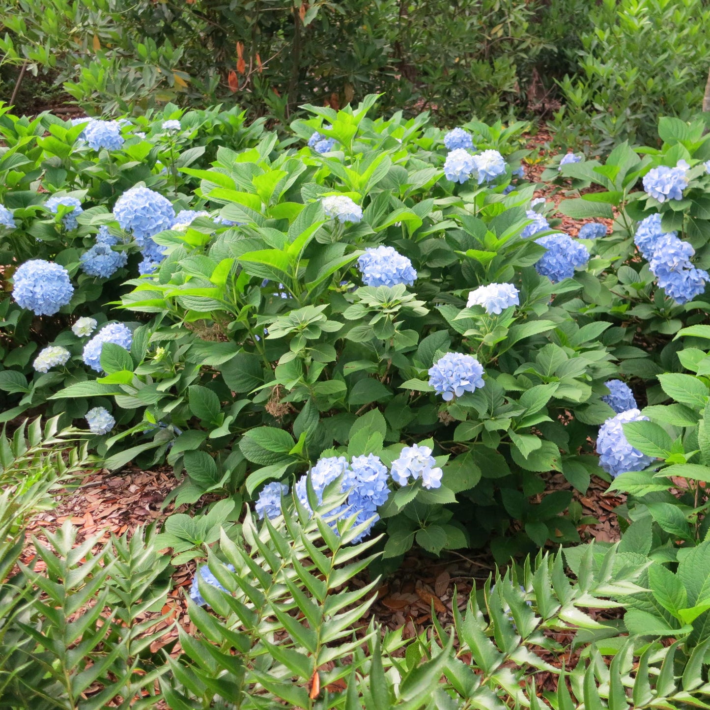 PERFECT PLANTS Penny Mac Hydrangea Live Plant, Includes Care Guide