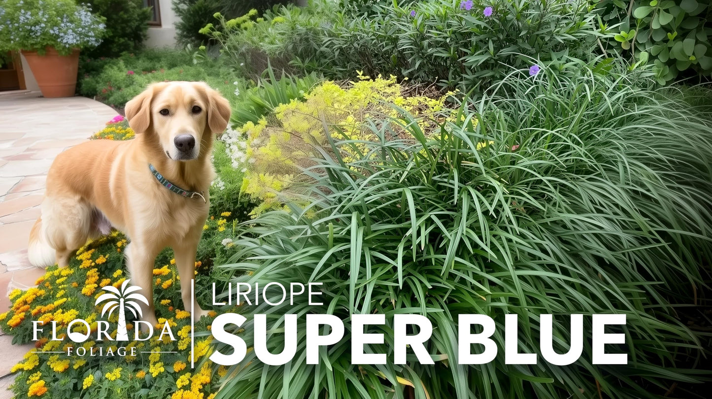 Super Blue | 3 Live Plants | Liriope Muscari | Ground Cover Plant, Ornamental Grass, Drought Tolerant, Low Maintenance, Evergreen Foliage, Purple Flower Spikes, Shade Garden Favorite, Easy to Grow