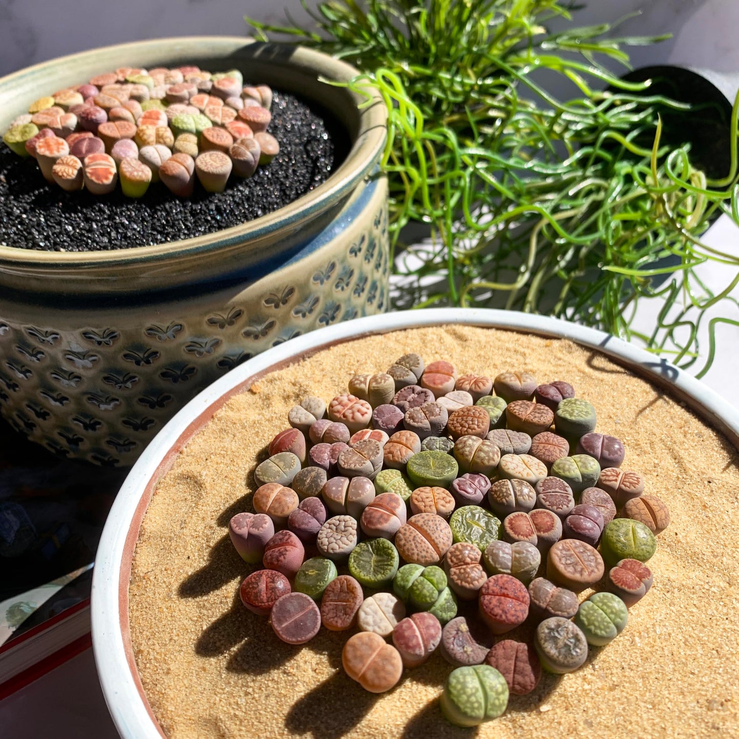 Lithops Random Mix Rare Live Succulent Plants, 30/50/100 Pcs Succulent Live Plant, Bare Root Without Pot Soil, Garden Indoor Office, Friend Plant Lovers Gifts (Normal 100pcs)