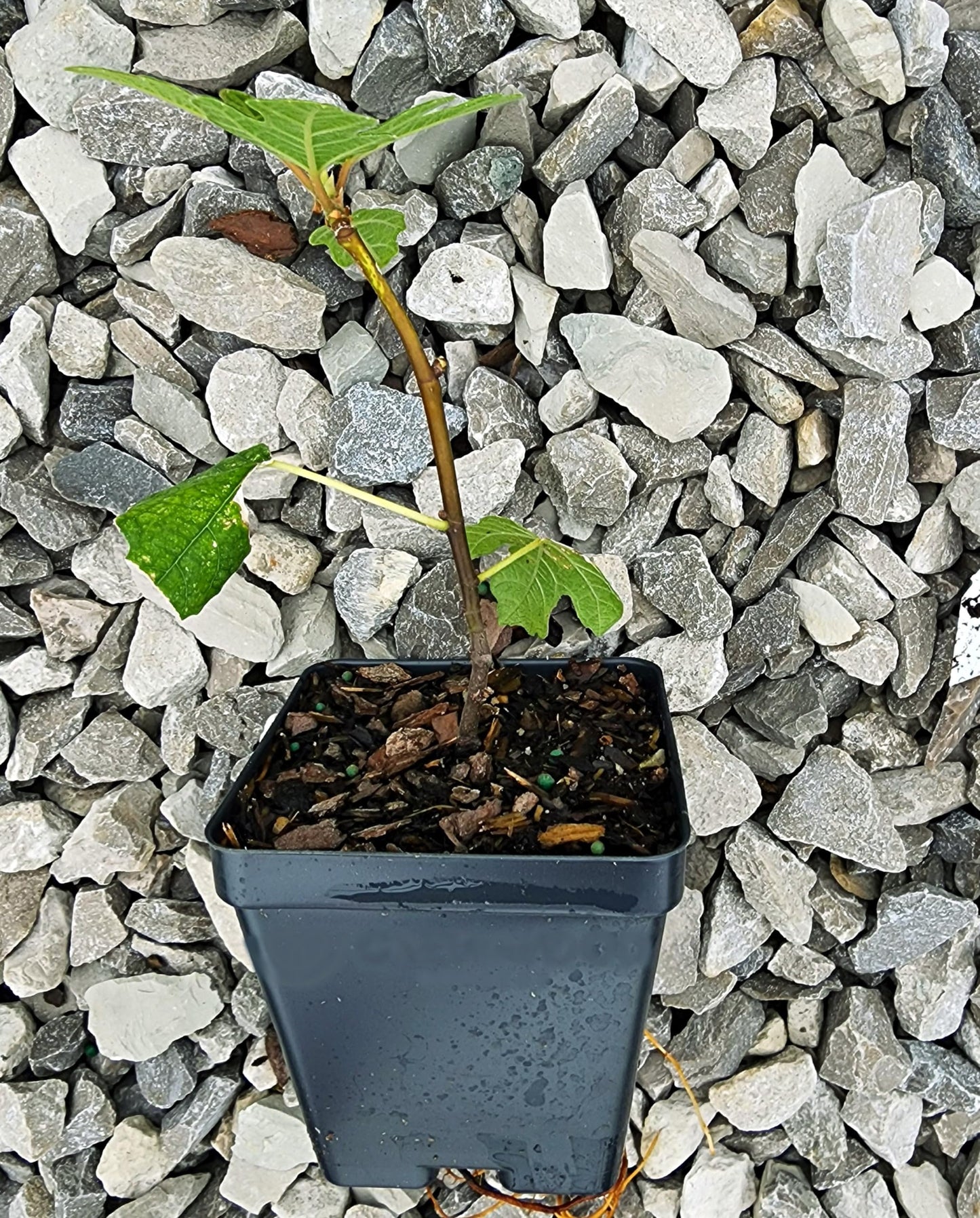 Greenwood Nursery: Live Trees - Fignomenal Dwarf Fig Tree + Ficus carica - [Qty: 1x 3.5 Pot] - (Click for Other Available Plants/Quantities)