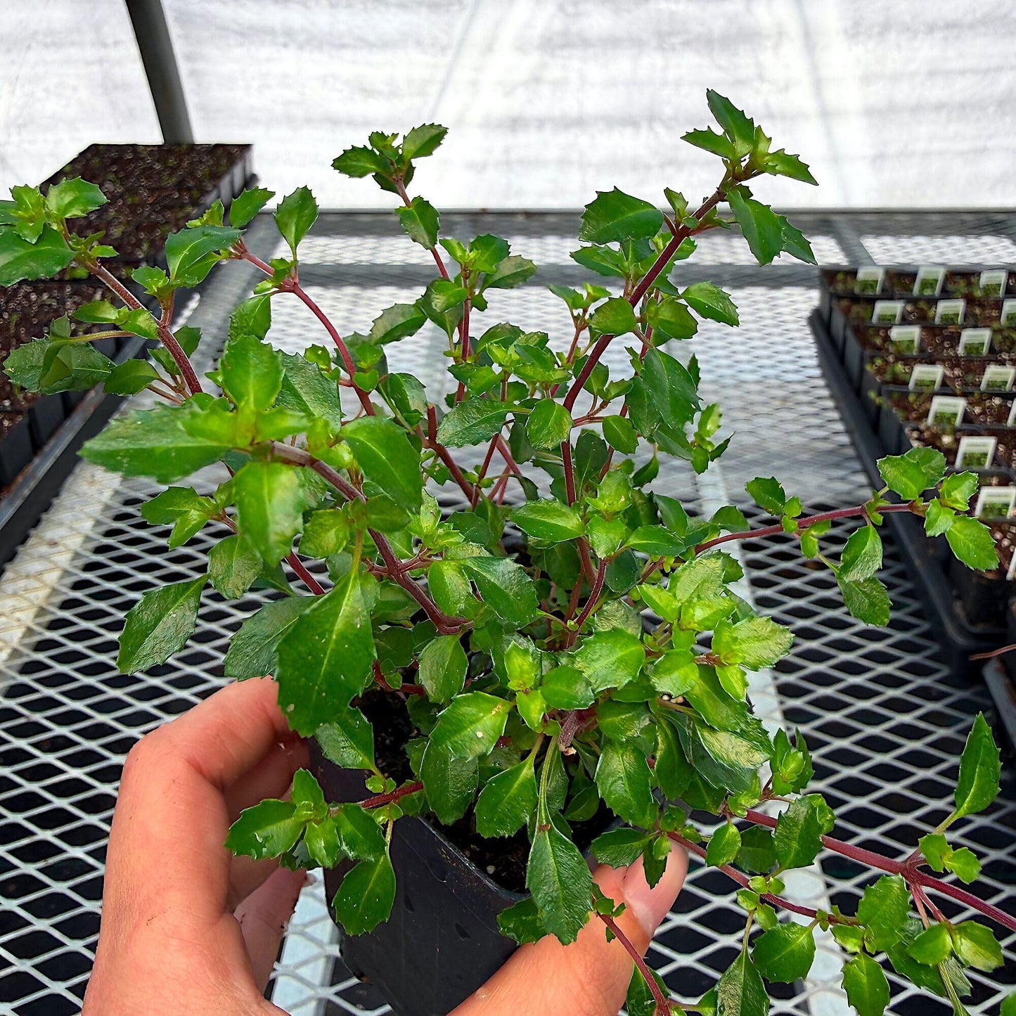 Fuchsia Lottie Hobby, Miniature Container Plant, Houseplant, Long Bloom Period and Profuse Flowering on Sun Loving Perennial for Indoors or Outdoors, Container Size: 3" (2.6x3.5)