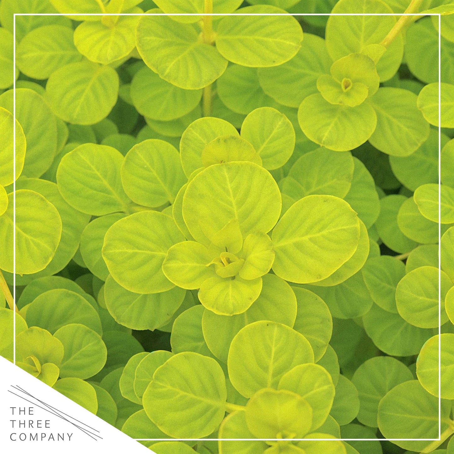 Creeping Jenny Live Plant (Lysimachia nummularia) - 4 Plants Per Pack - Healthy Trailing Perennial - Beautiful Accent Plant - 6" Tall by 4" Wide in 1 Pt Pot