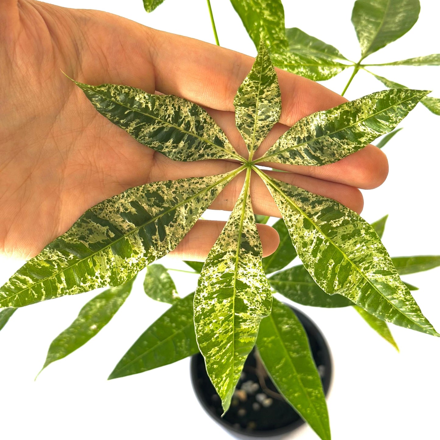 Live Money Tree Plant – 4” Indoor Pachira Glabra Variegated Fully Rooted | Albo Varieagata Rare Indoor Houseplant | Air-Purifying for Home, Office & Gifts (Heat Pack Included)