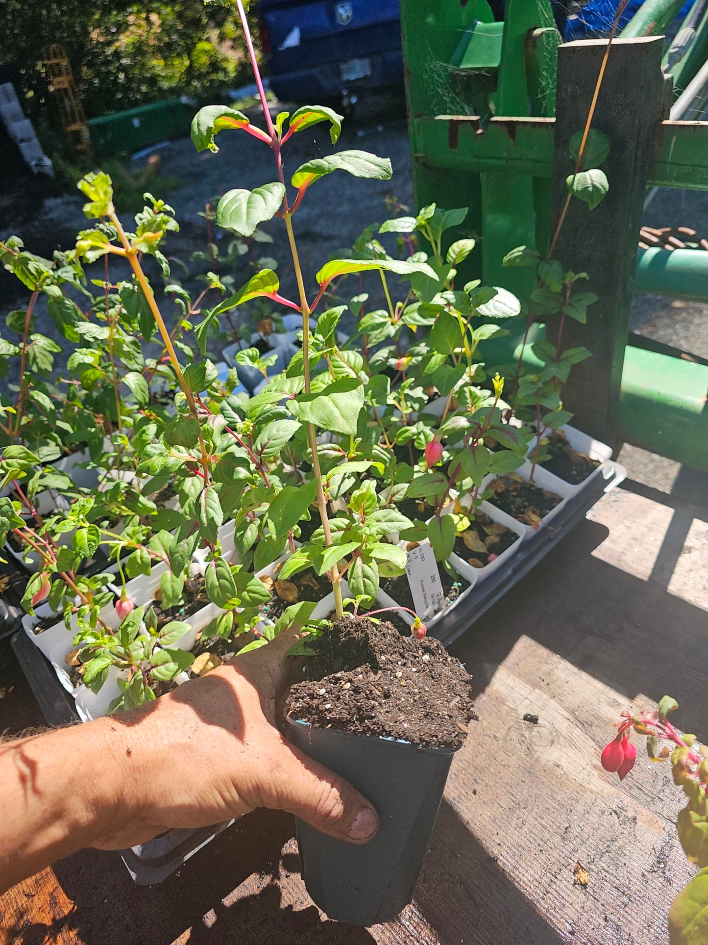 one Large 1 Foot (10-14" Tall) Live Southgate Fuchsia Fuschia Plant (White/Pink) Bush Shrub Butterfly Hummingbird Attraction pollinator in a 5" Pot, Well Rooted Flowers semi-Shade