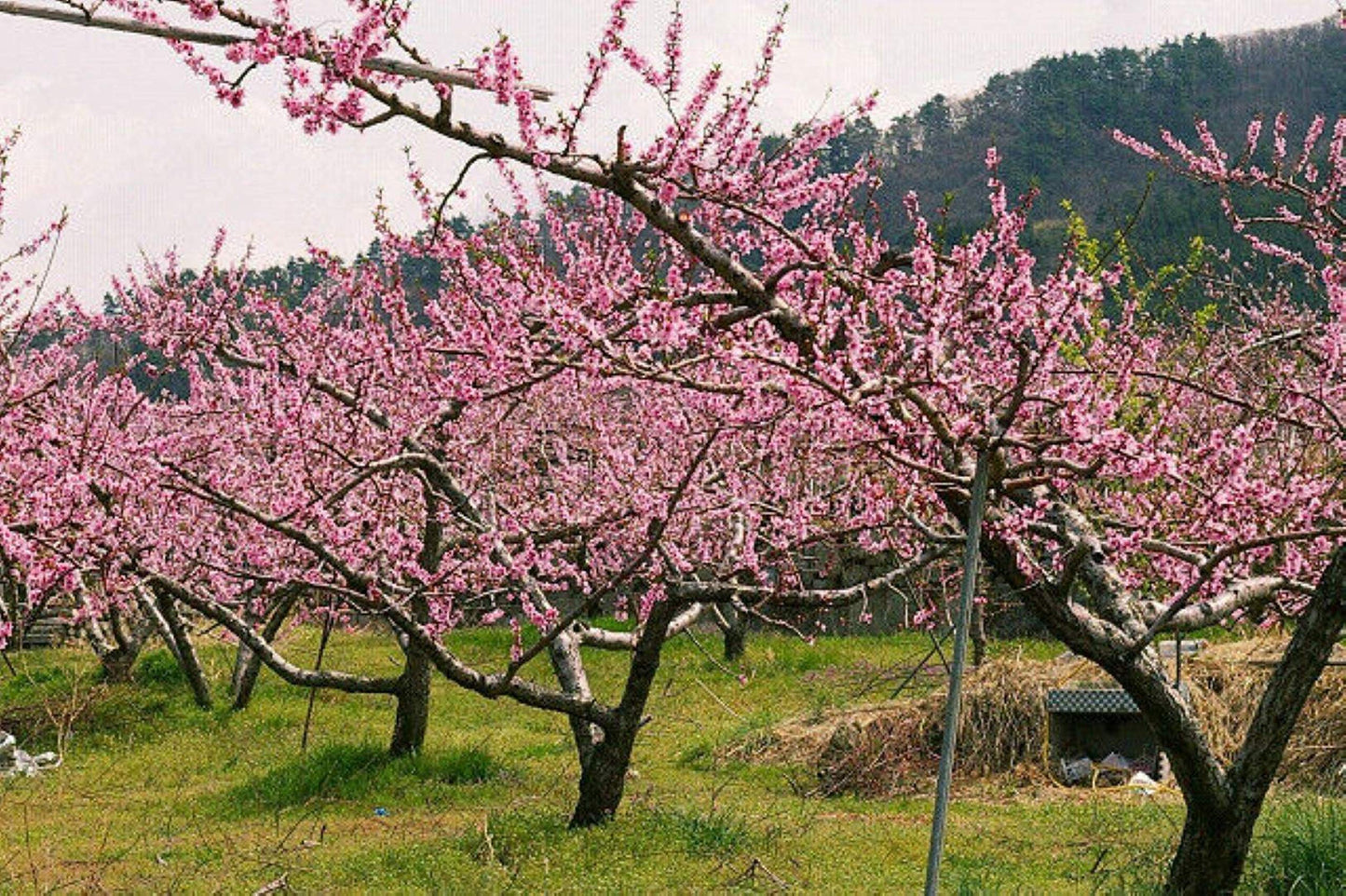 Prunus persica Nemaguard (Peach Seedling) Live 1-2 y.o. Plant