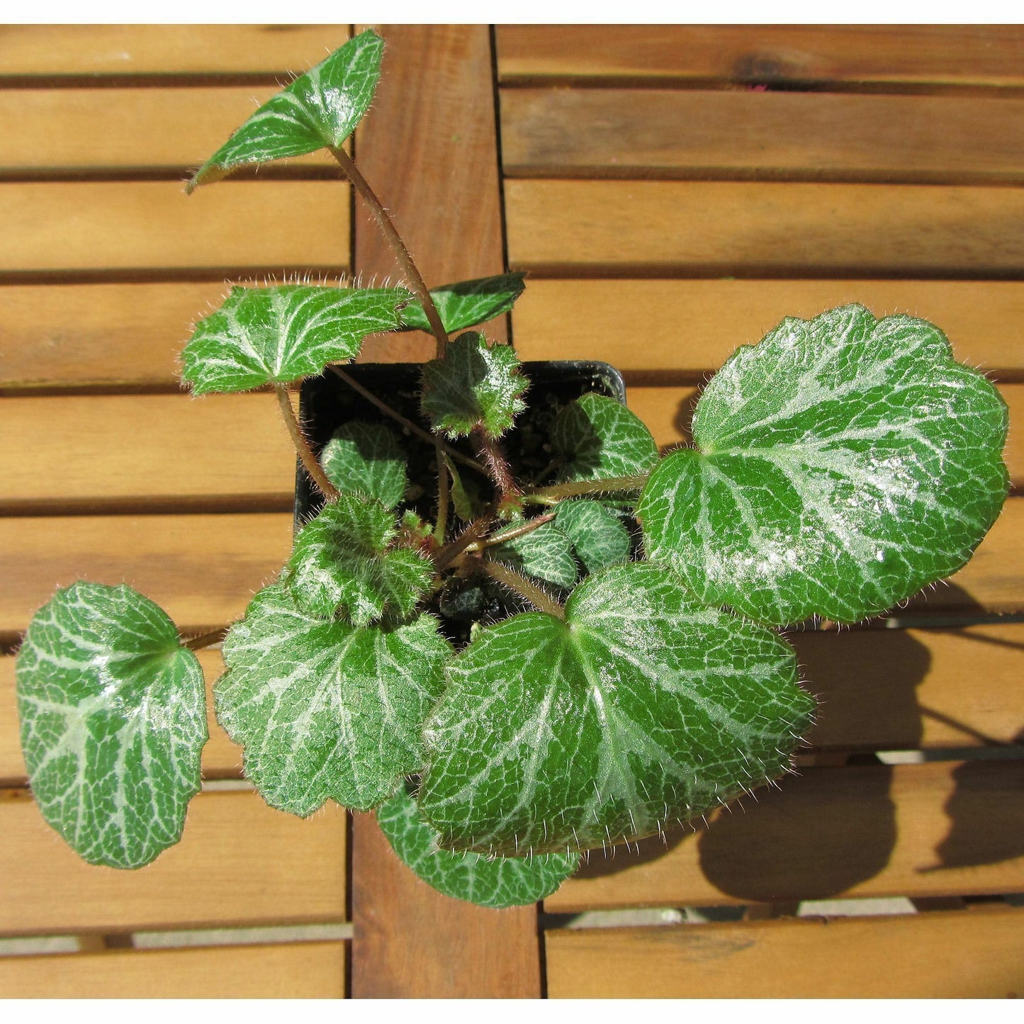 Saxifraga stolonifera, Strawberry Begonia Live Plant, Strawberry Geranium, Creeping Saxifrage, Creeping Rockfoil, Mother of Thousands, Ground Cover with Runners, Container Size: 3" (2.6x3.5)