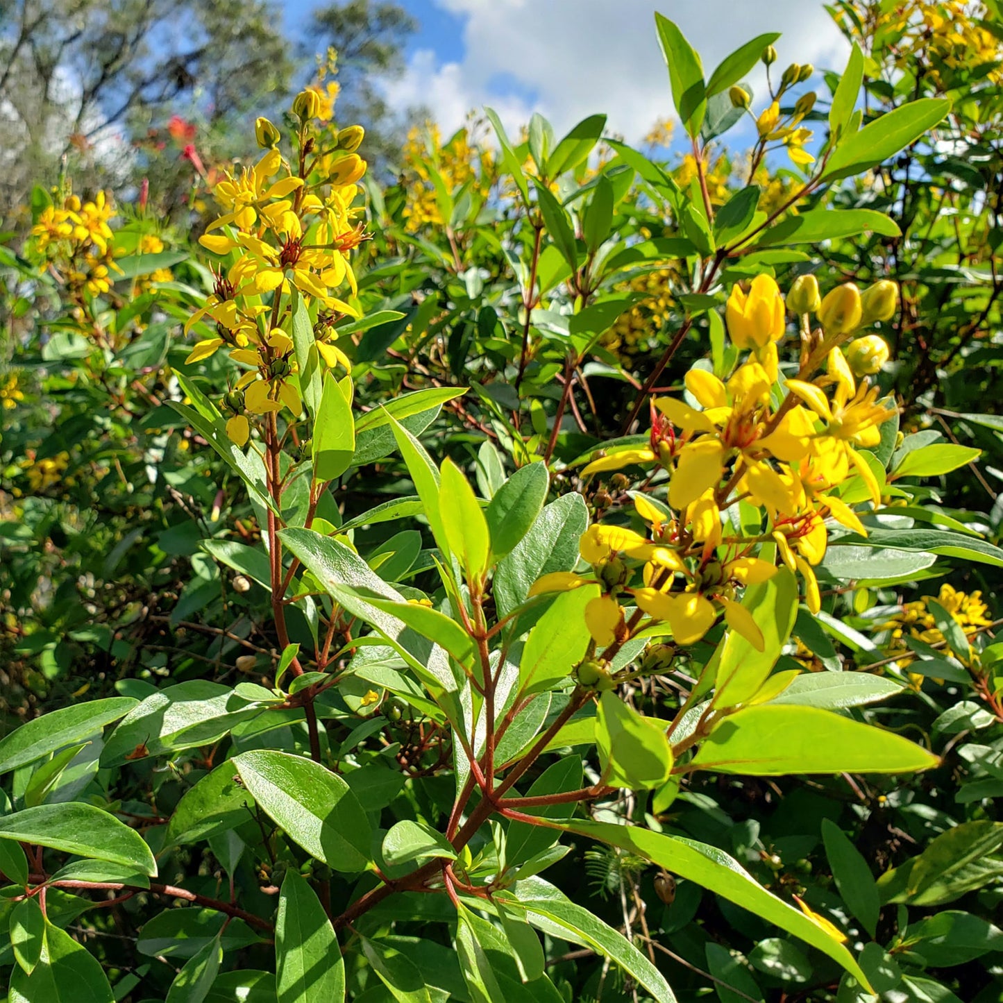 Thryallis | 1 Extra Large Trade 3 Gallon Plant | Galphimia glauca | Tropical Beauty | Year-Round Blooms