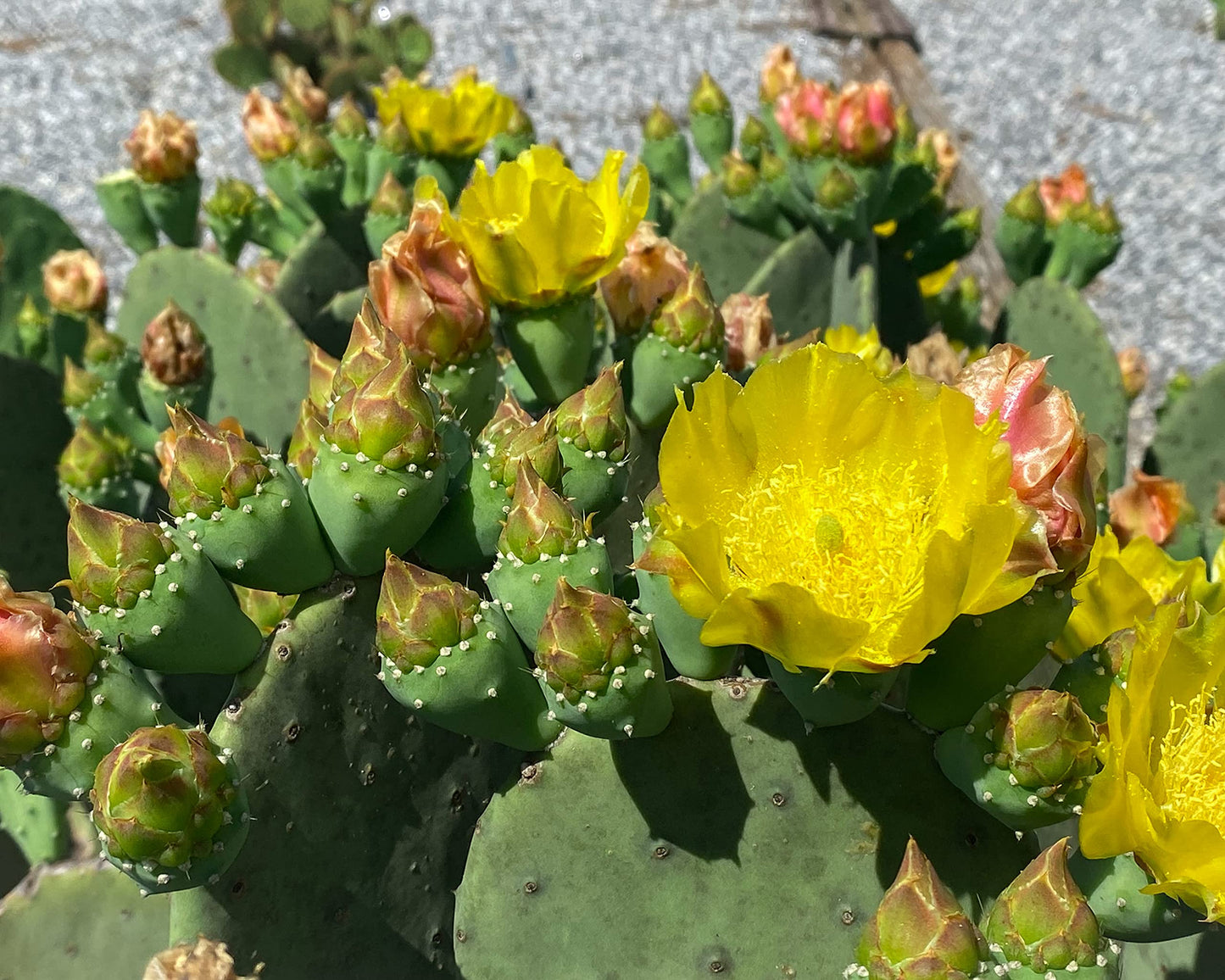 Creation Cultivated - Live "Spineless Prickly Pear Cactus" - Opuntia cacanapa "Ellisiana" (1 PAD Cutting) / Winter Hardy Cactus - USDA Zone 6 / Unrooted Freshly Cut Cactus Pads / Tortoise Food