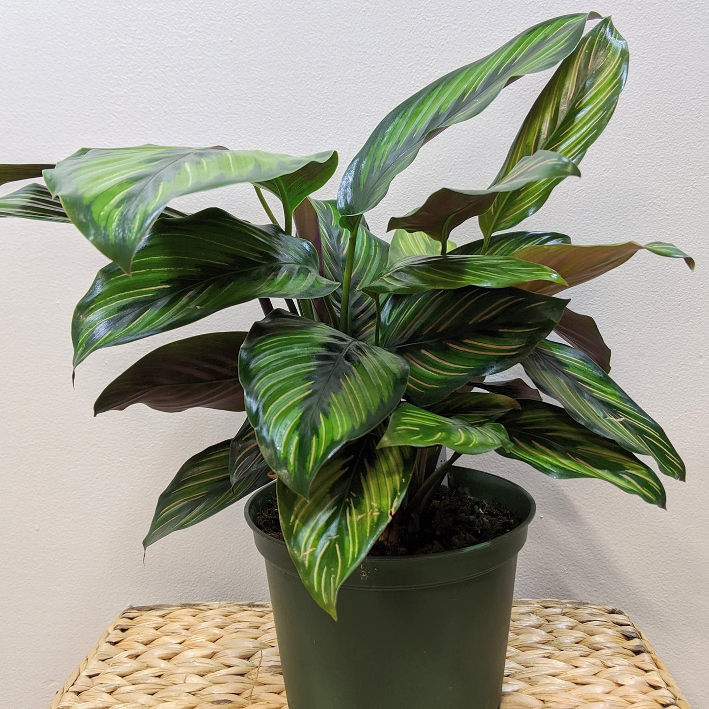 Calathea Beauty Star - Live Plant in a 6 Inch Pot - Calathea Ornata Beauty - Beautiful Easy to Grow Air Purifying Indoor Plant