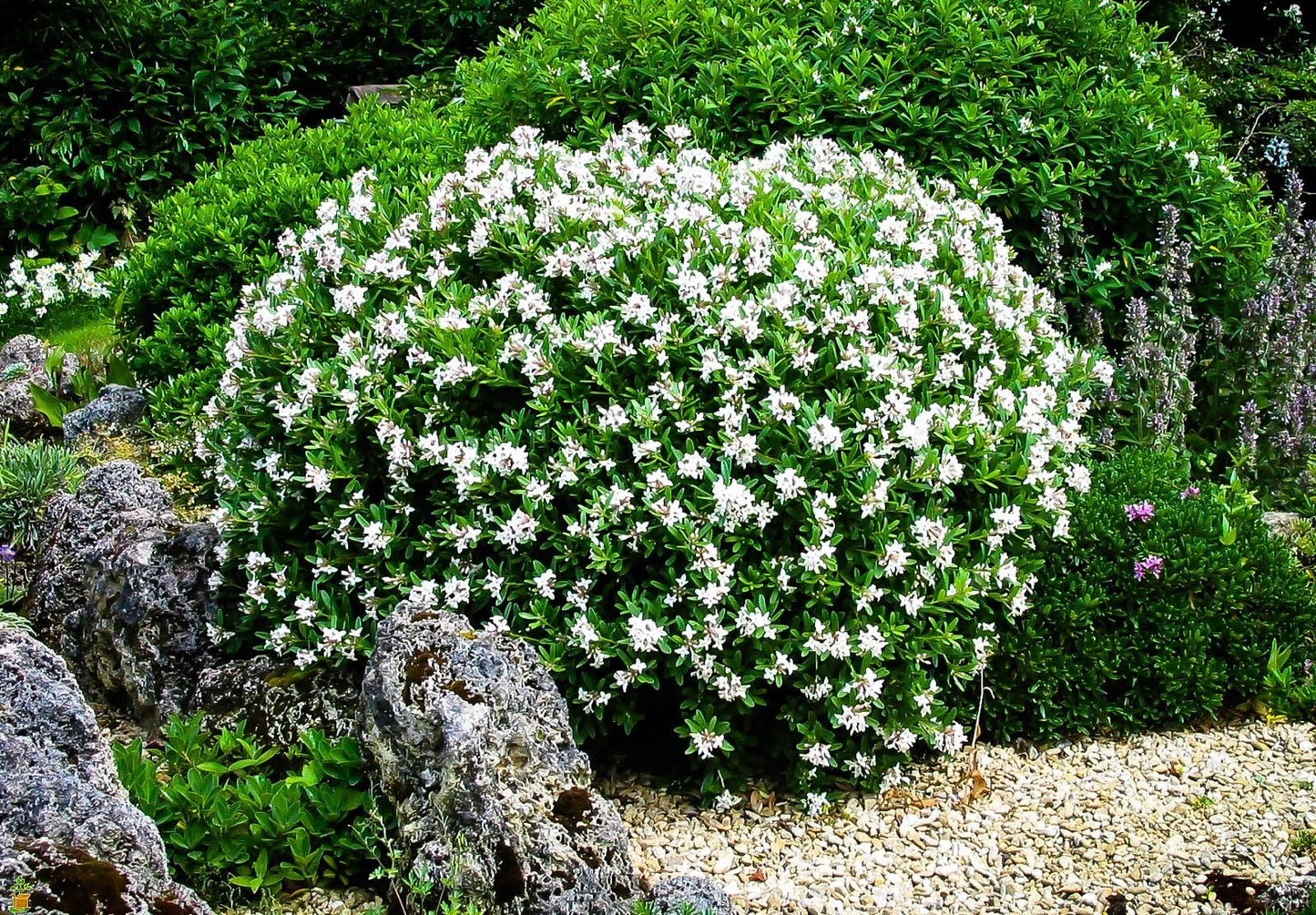 August Beauty | 3 Live Plants | Gardenia Jasminoides | Fragrant Blossoms, Evergreen Shrub, Indoor Outdoor Plant, Ideal for Landscaping, Low Maintenance, Beautiful White Flowers