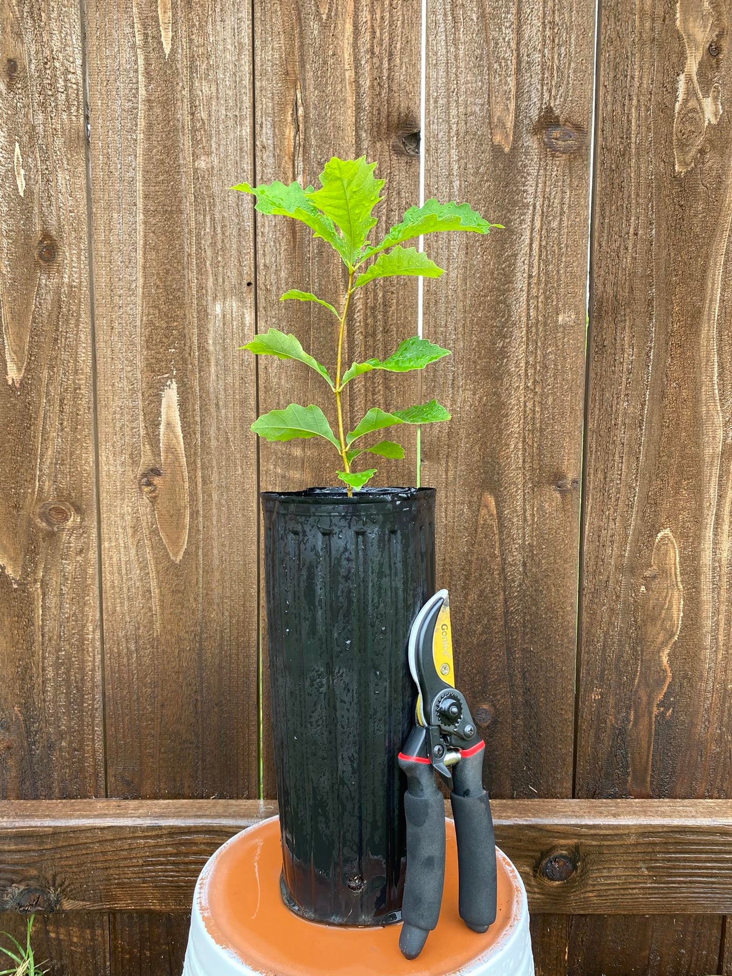 Chinkapin Oak Tree Sapling, Live Quercus Muehlenbergii Plant, Native Shade Tree for Home Garden and Landscaping