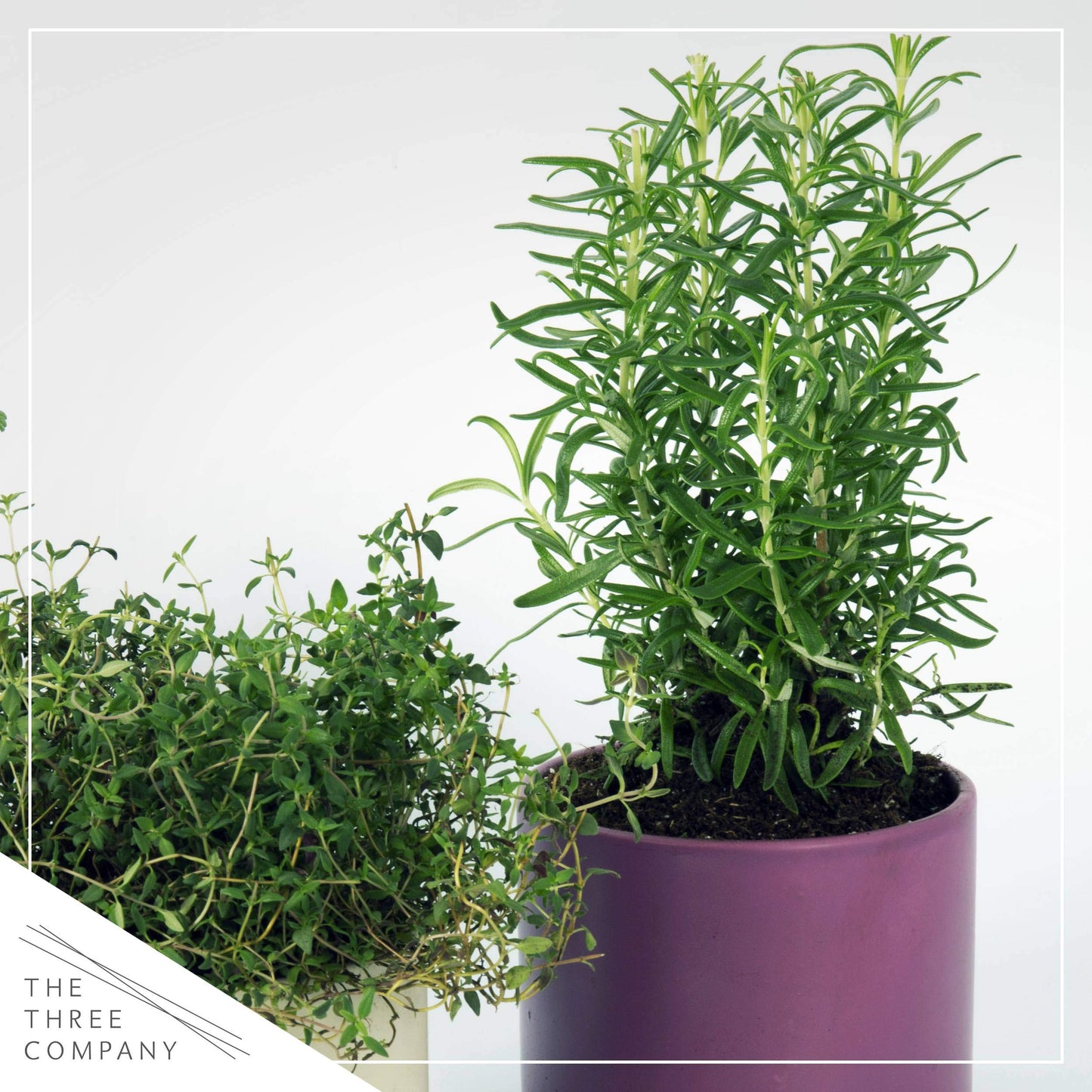 Live Aromatic and Healthy Herb - Rosemary, Improves Breathing, Wrapped in Deco Cover, 14" Tall by 6" Wide in 1.25 Quart Pot