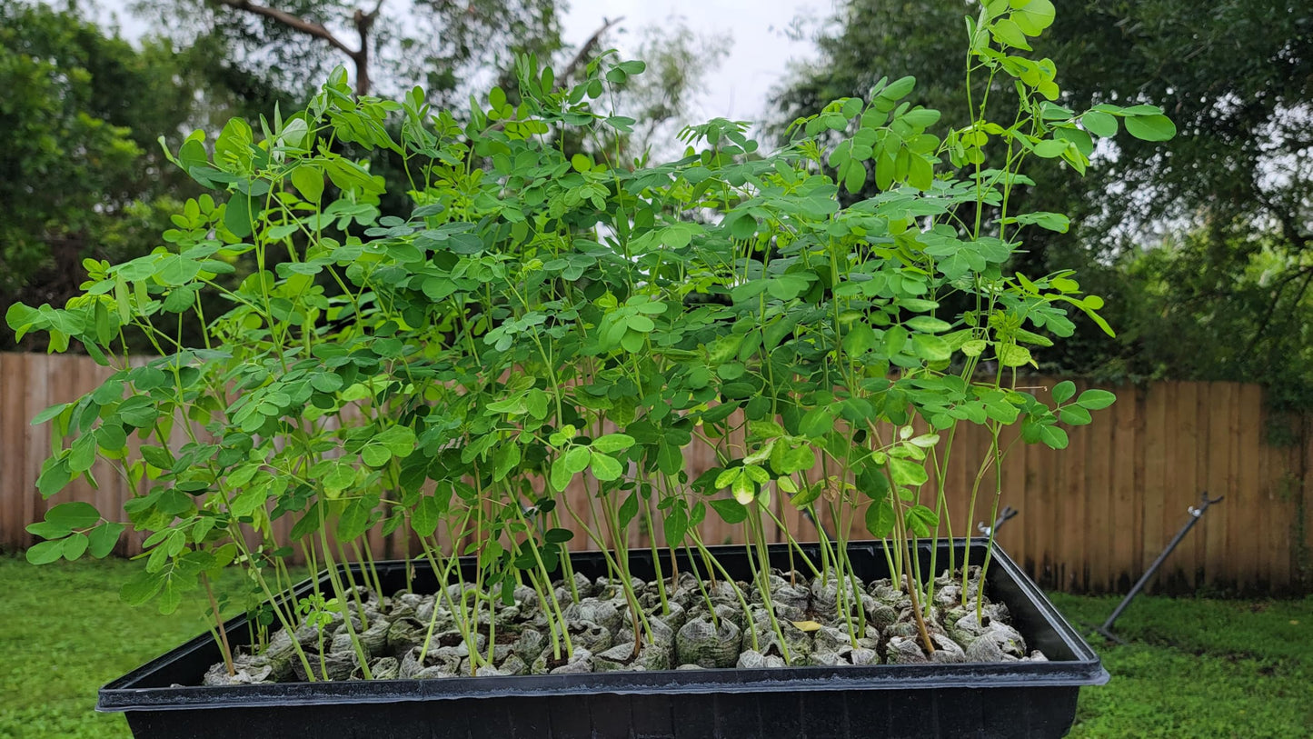 3 Moringa Plants with Free Moringa Seeds - Live Moringa Tree - Moringa Oleifera Plant - Moringa Tree - Drumstick Tree - Miracle Tree - Established Roots - Non-GMO - Organic - Moringa Plants - Herbs