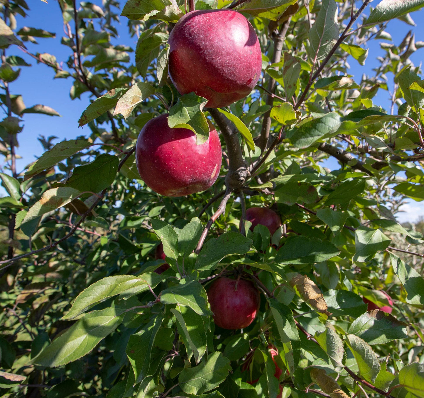 TriStar Plants - Red Delicious Apple, 4-5ft tall,1 Gallon - Healthy Established Roots, Washington Apple,