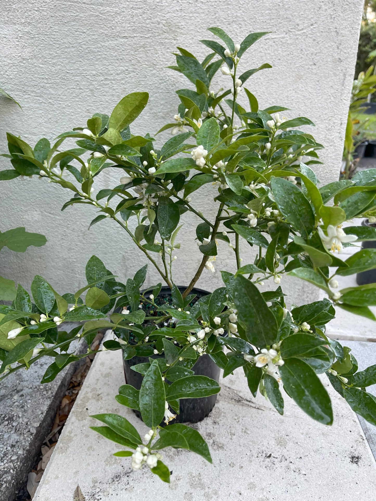 1 Live Citrus Plant, 1 to 2 ft Tall, 1 Gallon Pot, Fragant Smell with Blooming Flowers or Fruits - Cannot Ship to CA, TX, AZ, LA, HI (Key Lime)