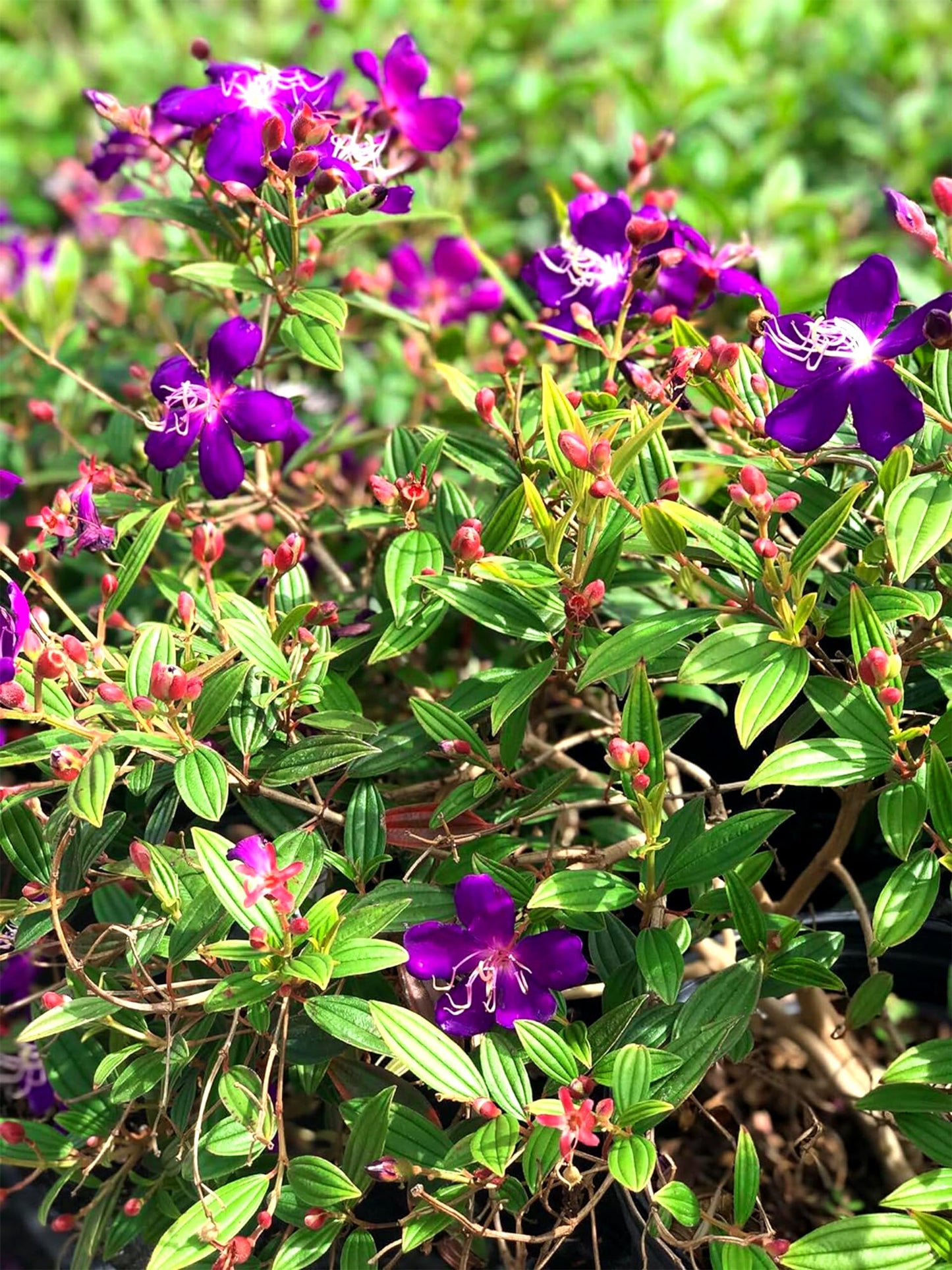 Tibouchina Dwarf Princess | 10 Live Plants | Tibouchina Urvilleana | Purple Blooms, Flowering Shrub, Tropical Evergreen, Patio Accent, Low Maintenance, Fast Growing, Garden Landscaping