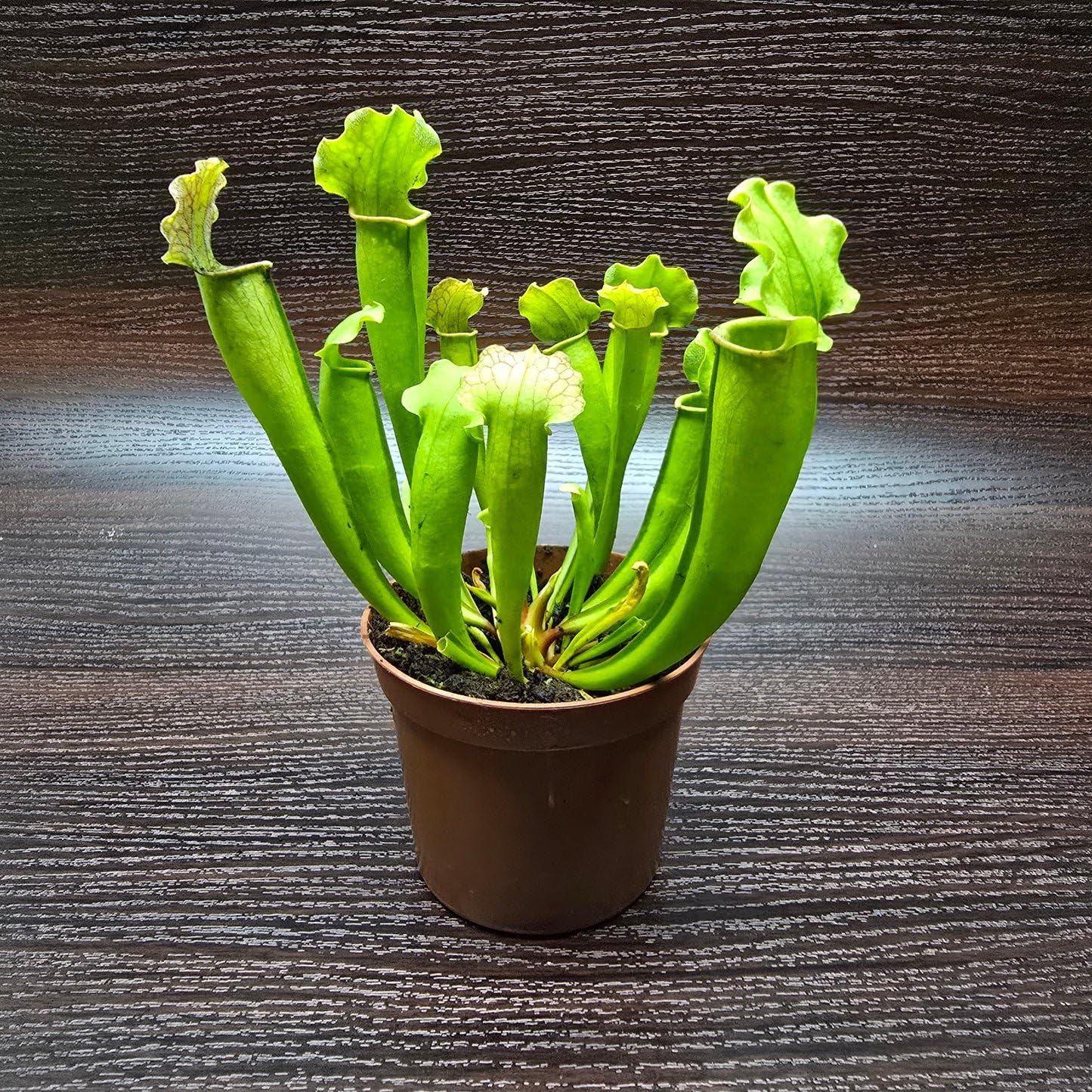 Velvet Trumpet Pitcher Plant - 1 Live Starter Plant - Sarracenia - Beautiful Colorful Easy Care