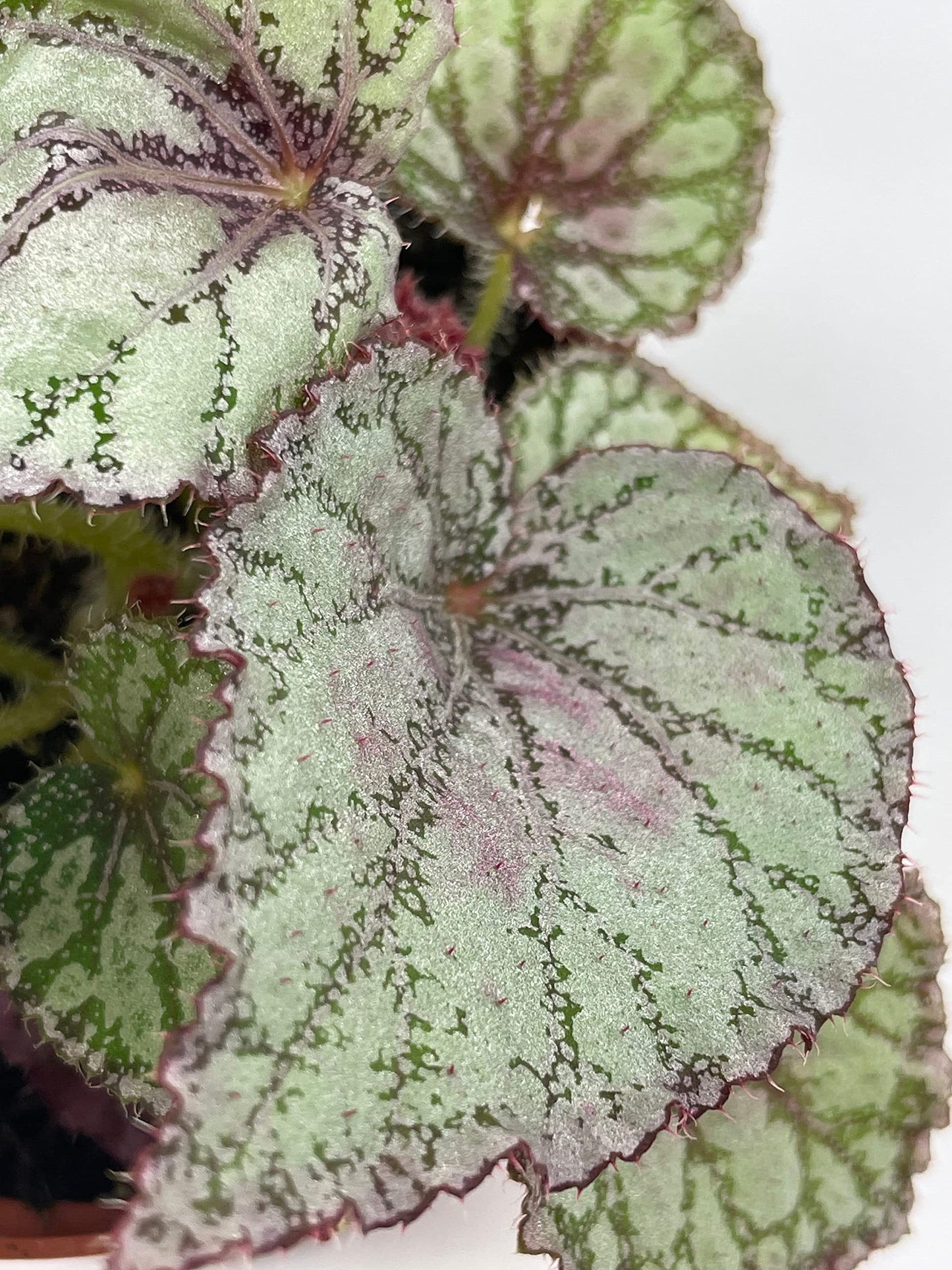 BubbleBlooms Peace Begonia Rex, 4 inch