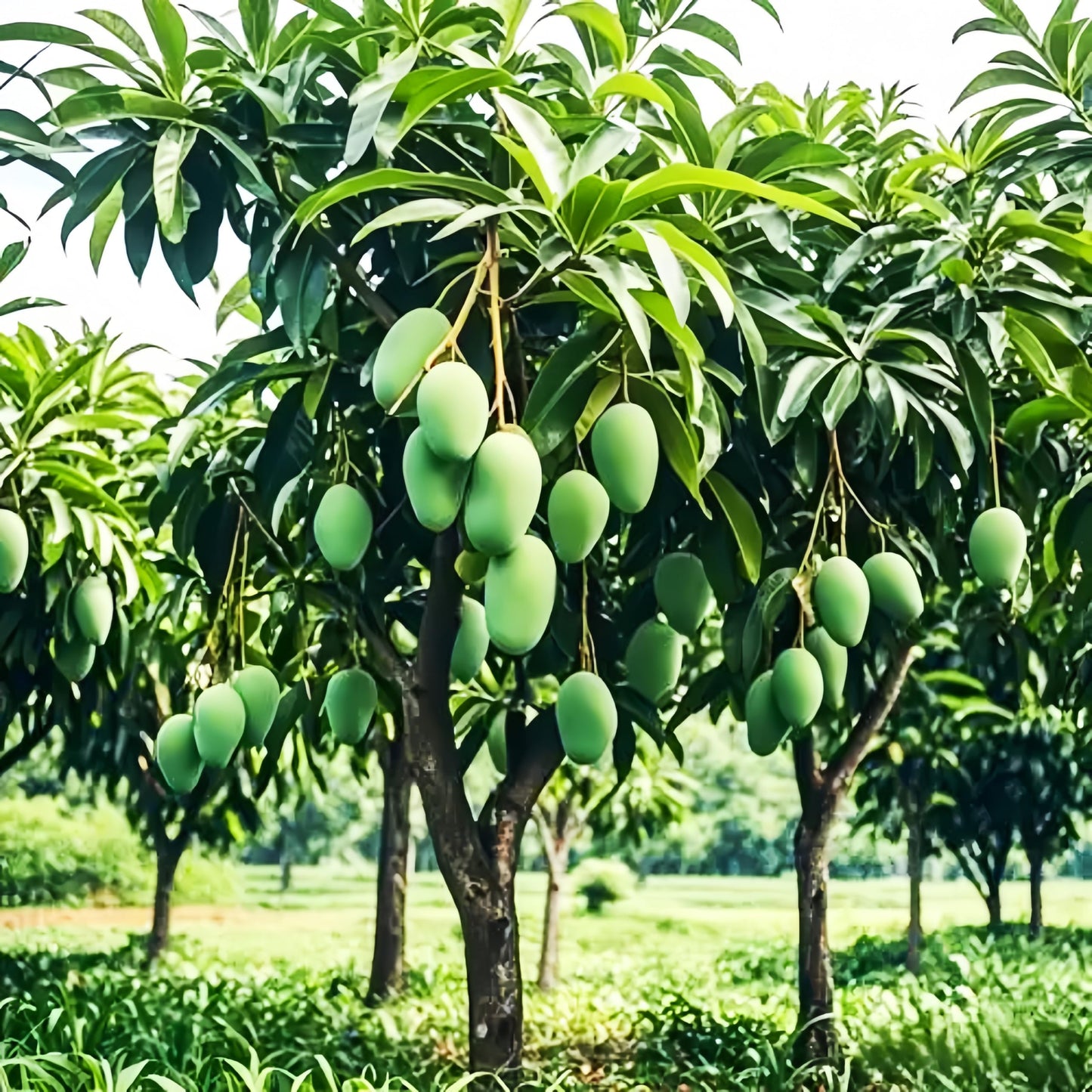 3pcs Mango Tree Seeds for Planting – Fast-Growing Tropical Fruit Seeds – Indoor/Outdoor Garden