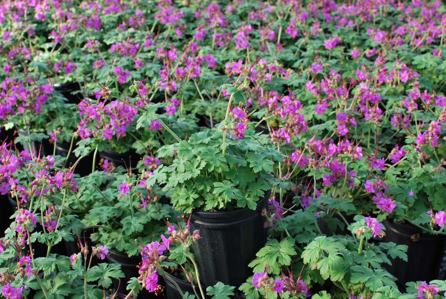 Perennial Farm Marketplace Geranium macrorrhizum 'Bevan's Variety' (Bigroot Geranium) Live Perennial, Size-Quart, Ground Cover, Spring Blooming Magenta Flowers, Zones 4-8