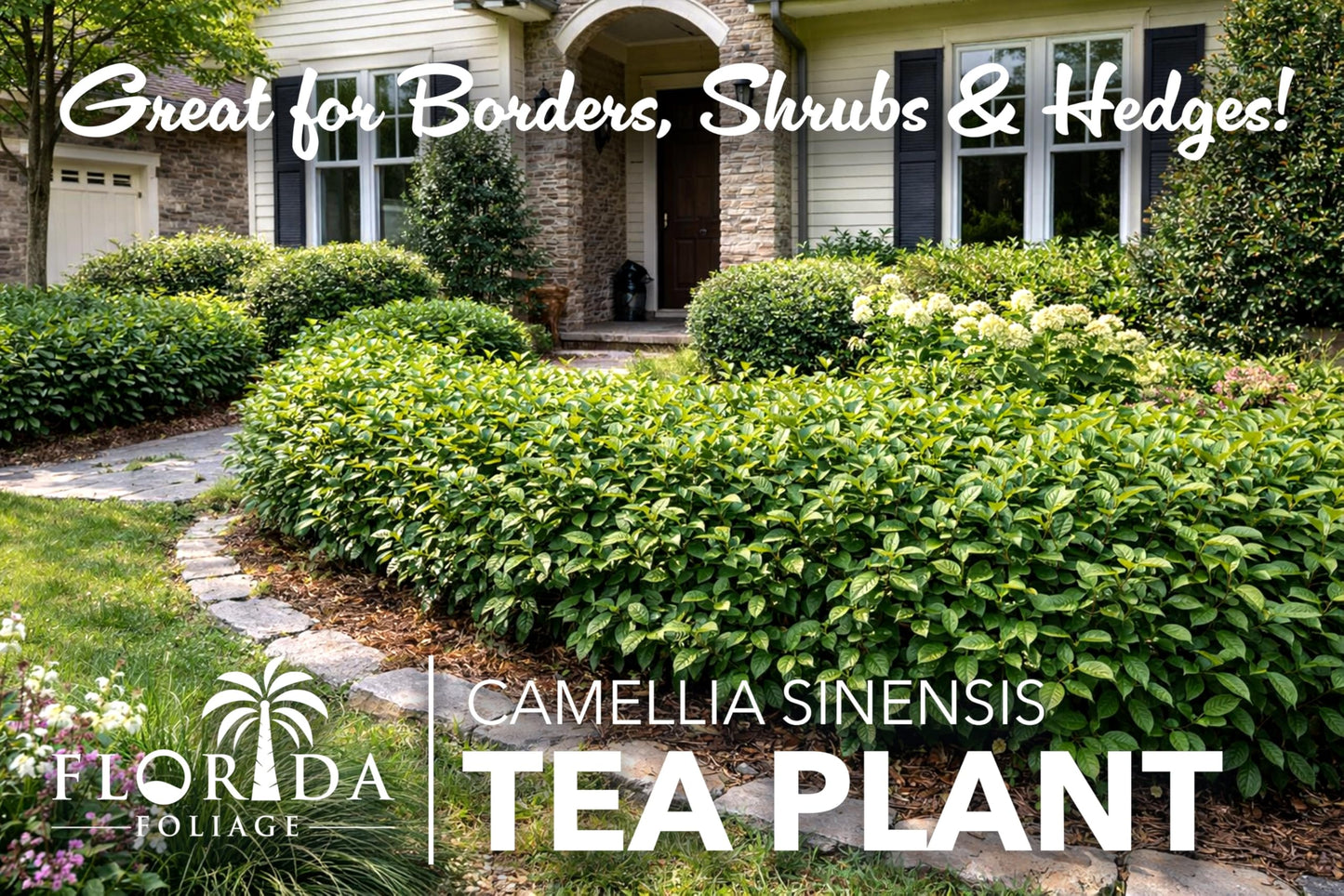 Camellia Sinensis Tea Plant | 10 Live Plants | Hedge Bush, Black, White & Green Tea Leaves, Indoor Outdoor Gardening, Aromatic Evergreen, Full Sun Shrub, Home Brewing