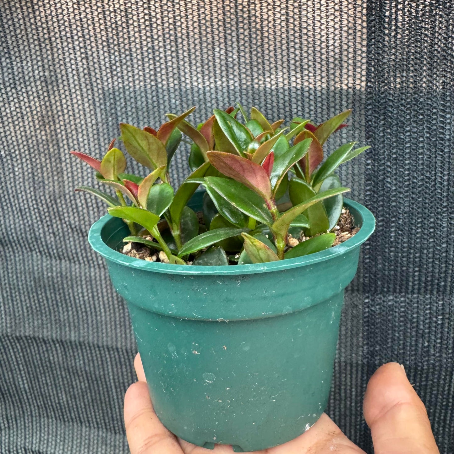 Black Goldfish Nematanthus nervosus Plant 4 inch Pot Goldfish Looking Bloom Pet Friendly