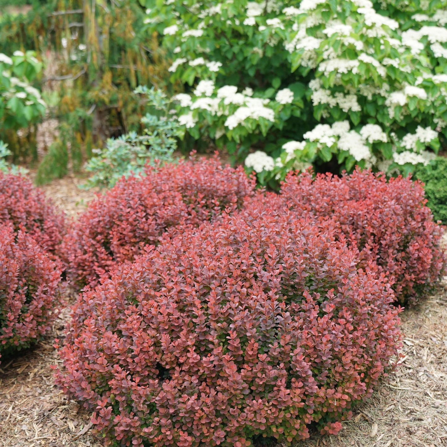 Proven Winners Sunjoy Mini Maroon Barberry (Berberis thunbergii) Live Plant, 4.5" Qt