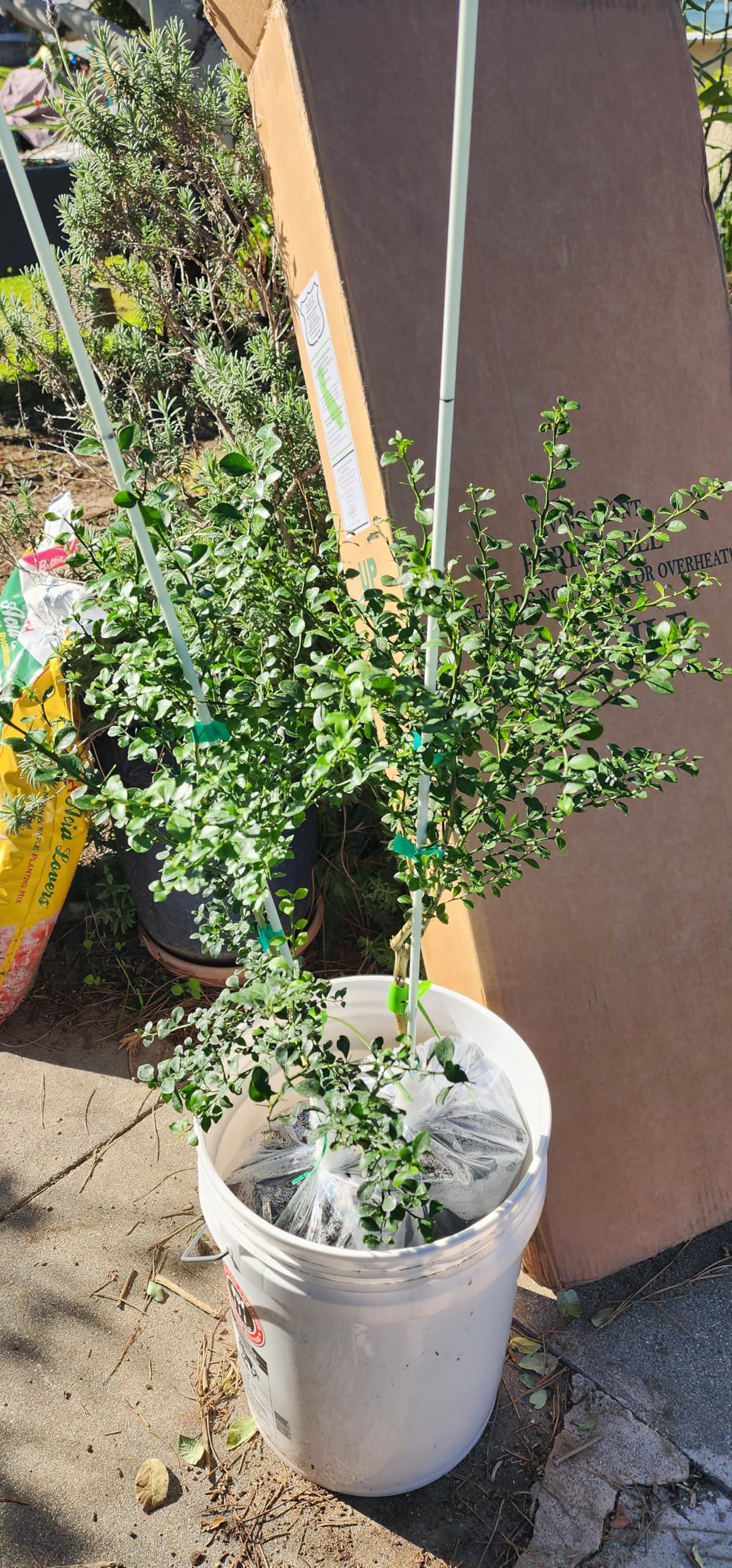California only!! Australian Finger Lime Tree, 24-36 inches Tall grafted semi-Dwarf Plant.