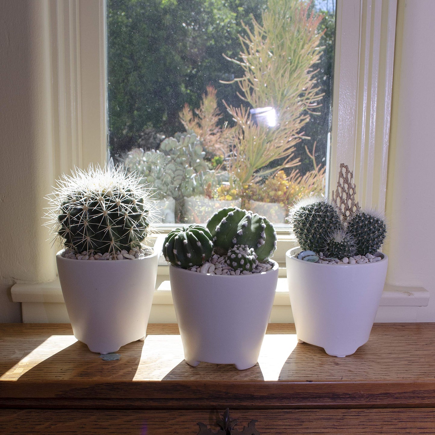 Assorted Cactus Collection 2.5" 12 pack