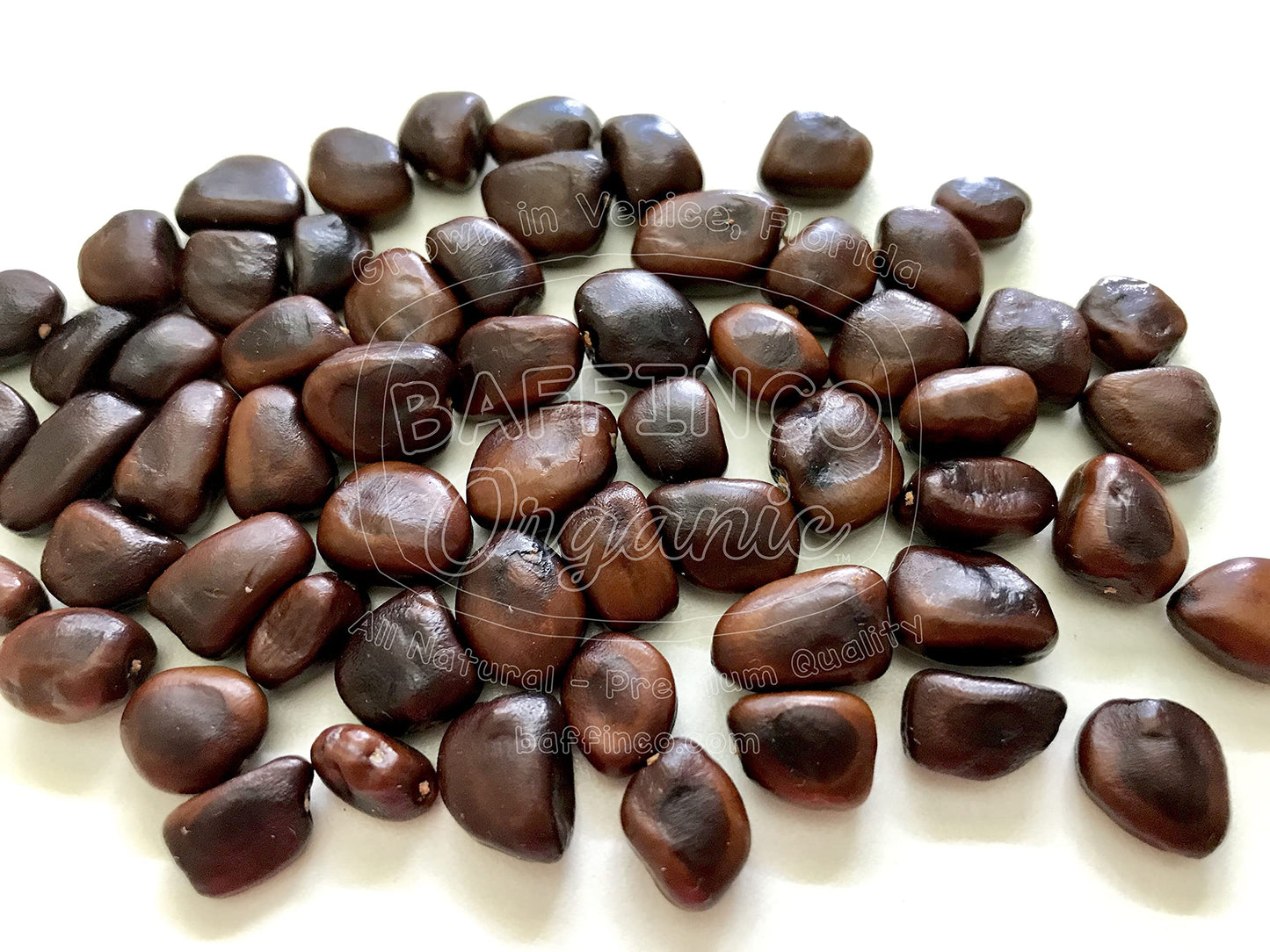 Tamarind Seeds for Planting Grow Organic Florida Product of USA NEW Seeds (30)